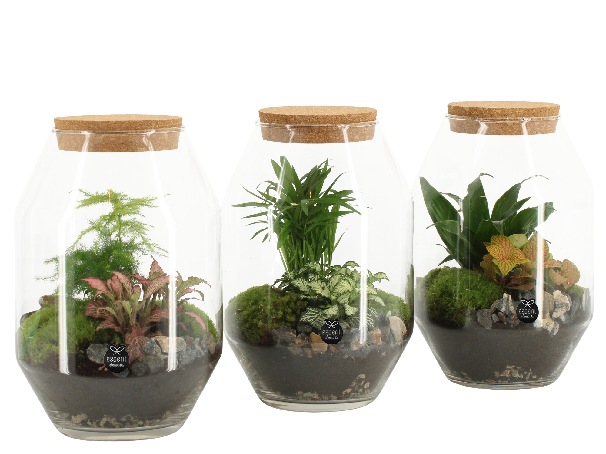 Terrarium i glas