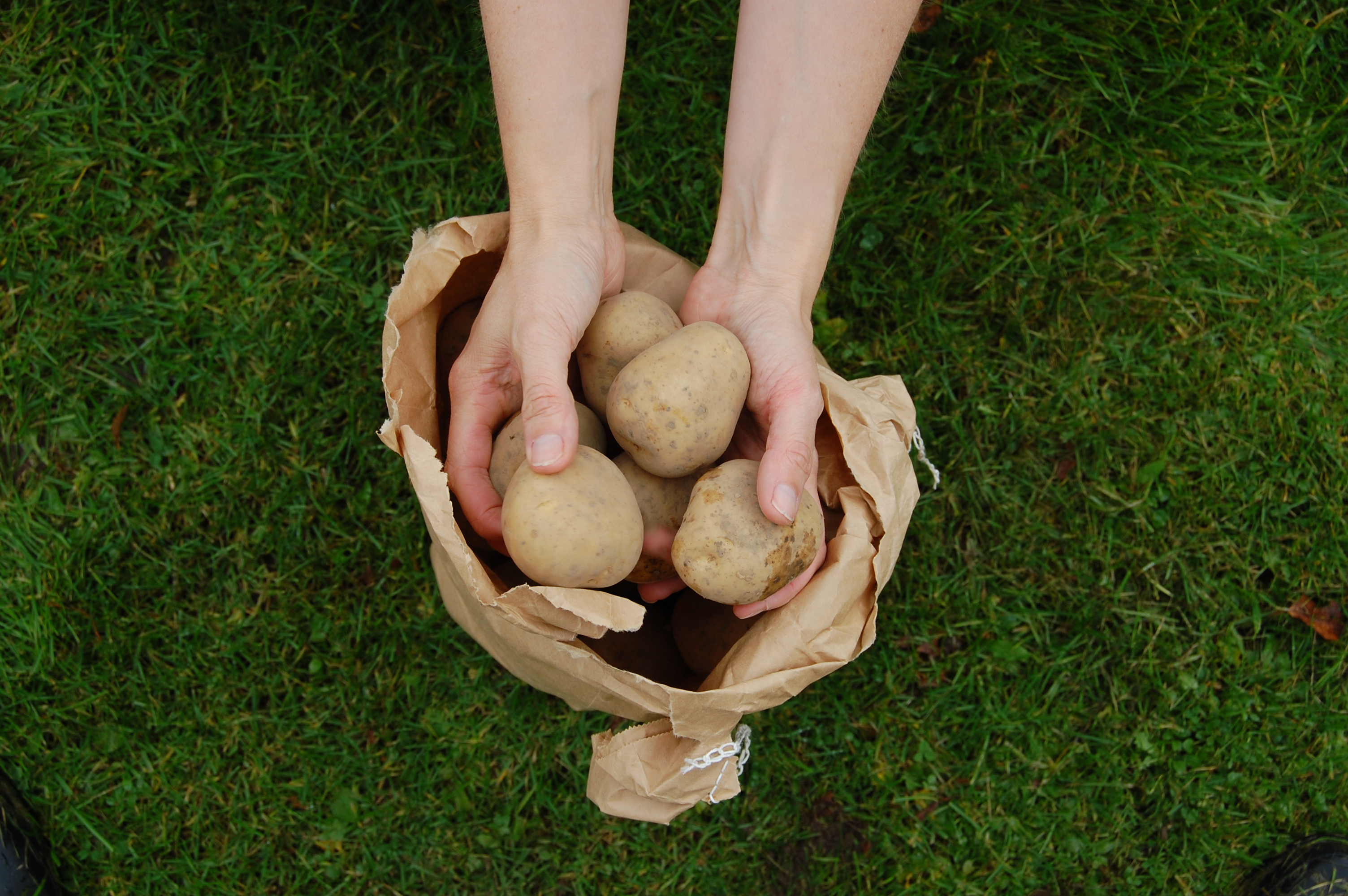 Settepotet Colomba 1 kg