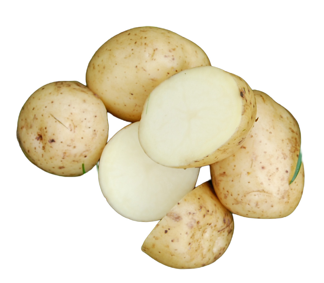 Settepotet Colomba 1 kg