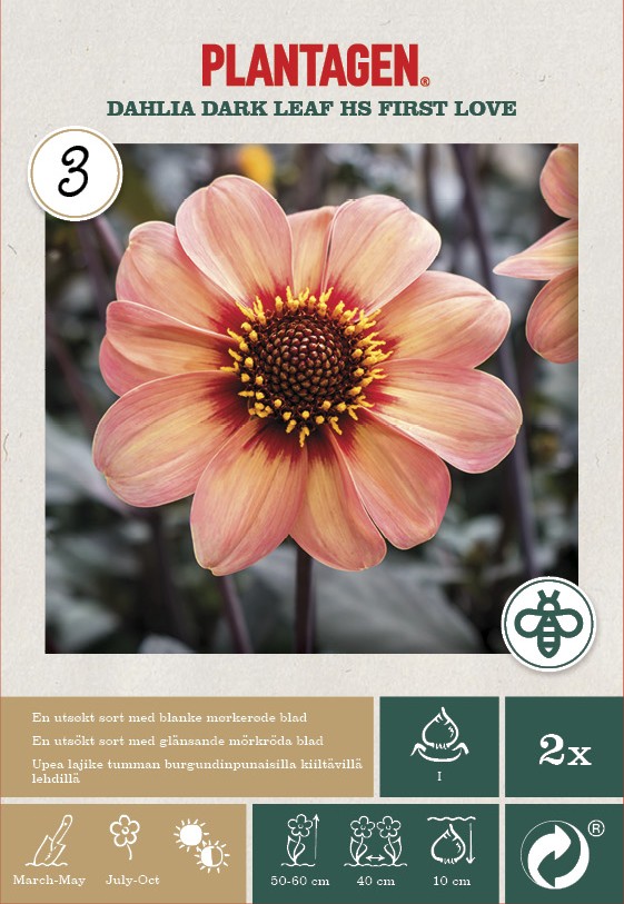 Dahlia Dark Leaf Dahlia HS First Love