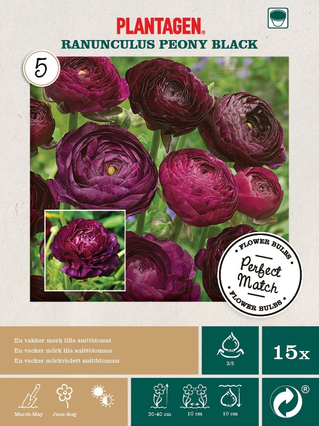 Perfect Match - Ranunculus Peony Black