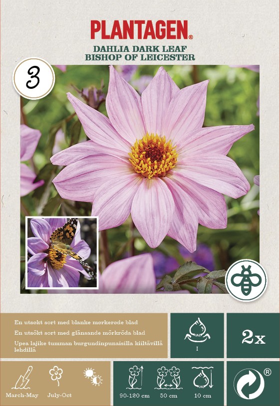 Dahlia Dark Leaf Biskopen av Leicester