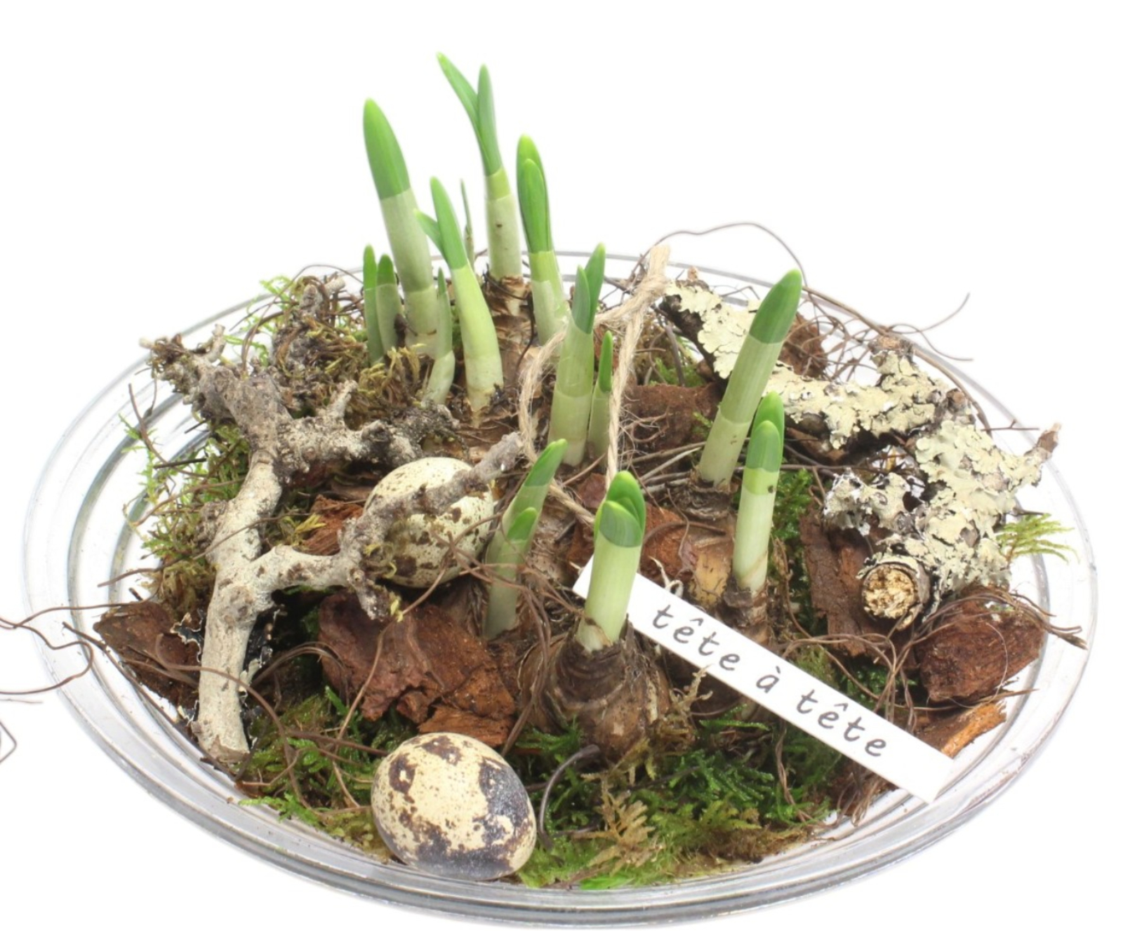 Glasskål med vårlökar