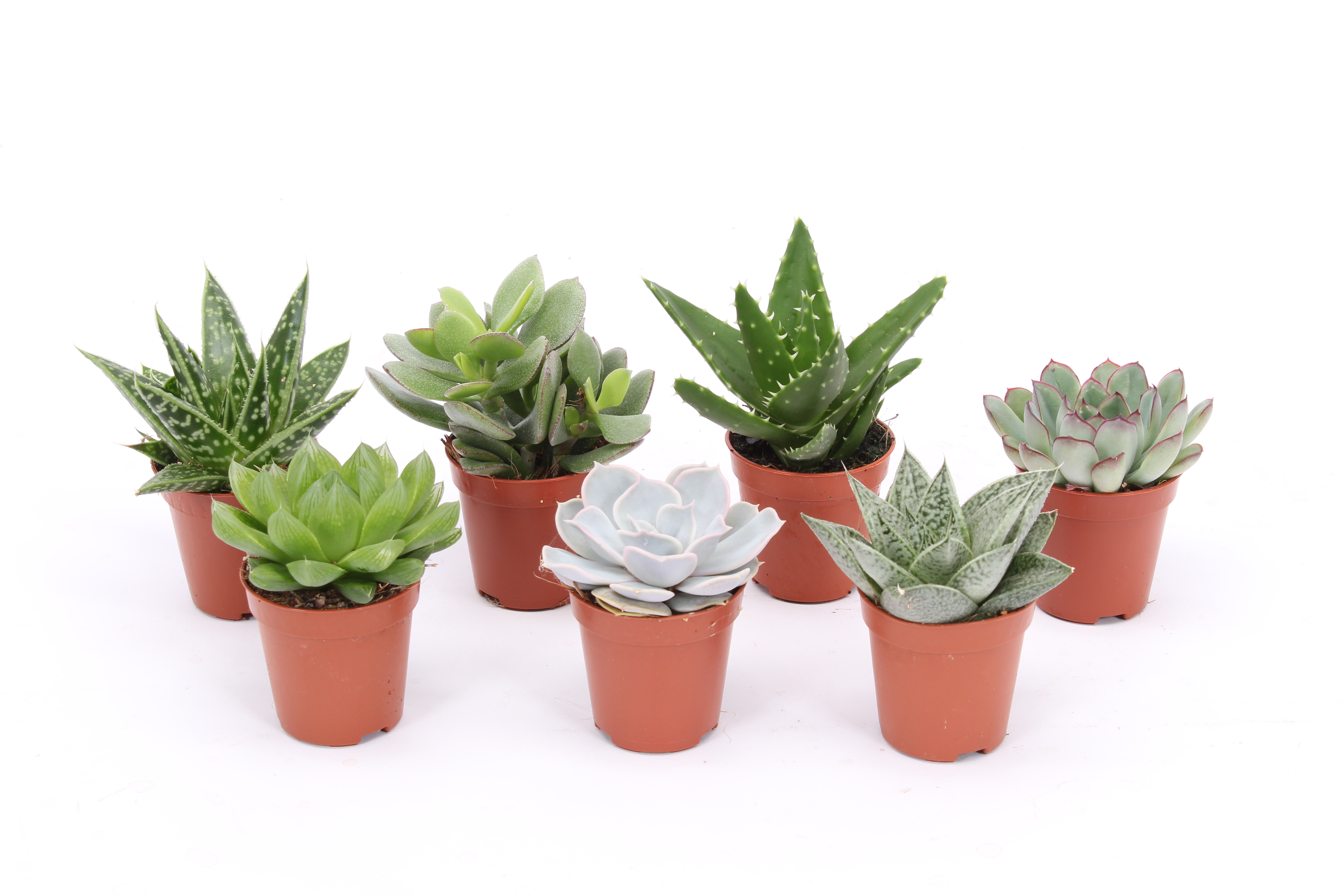 Suckulent mini mix