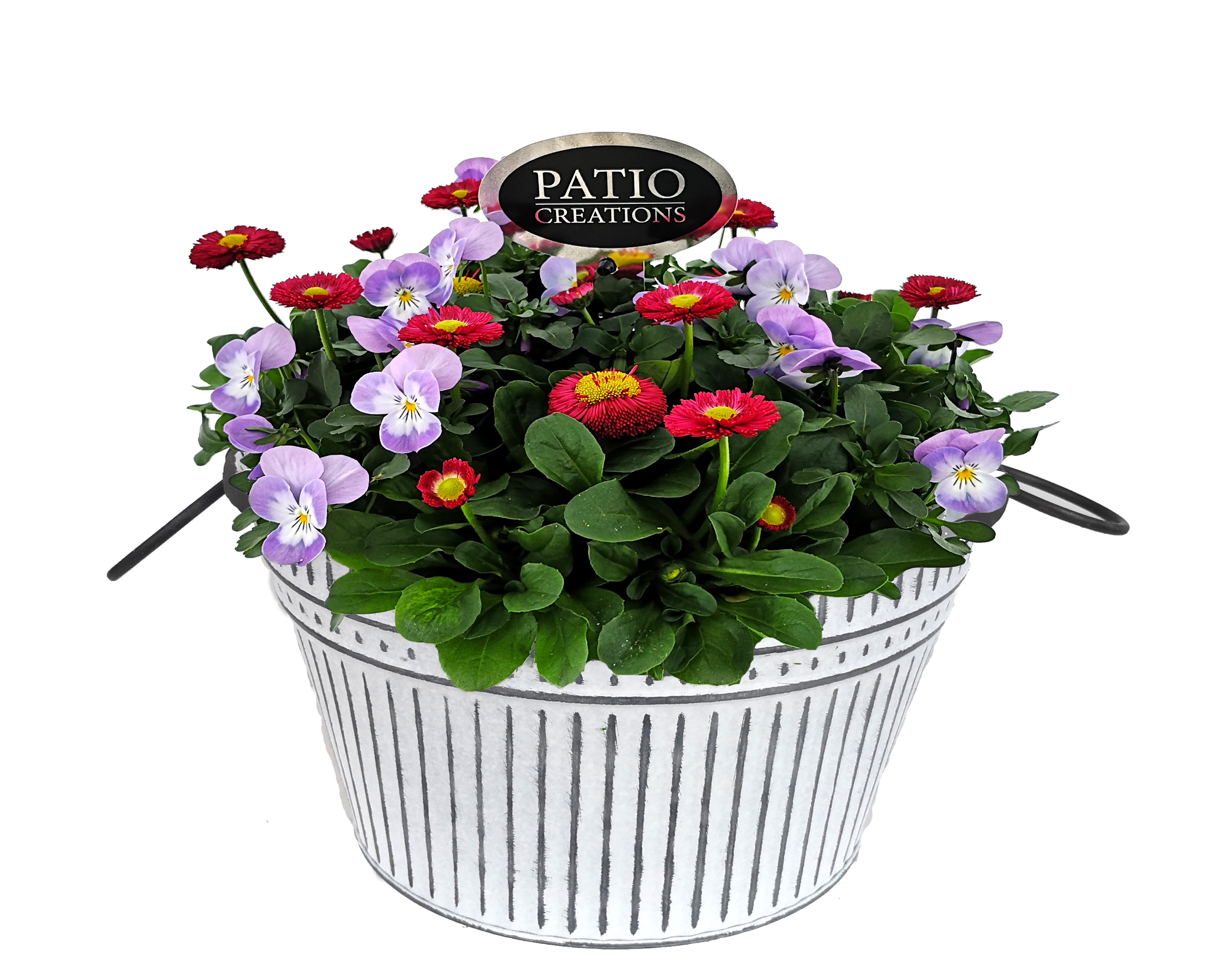 Vårplantering med Penséer och bellis