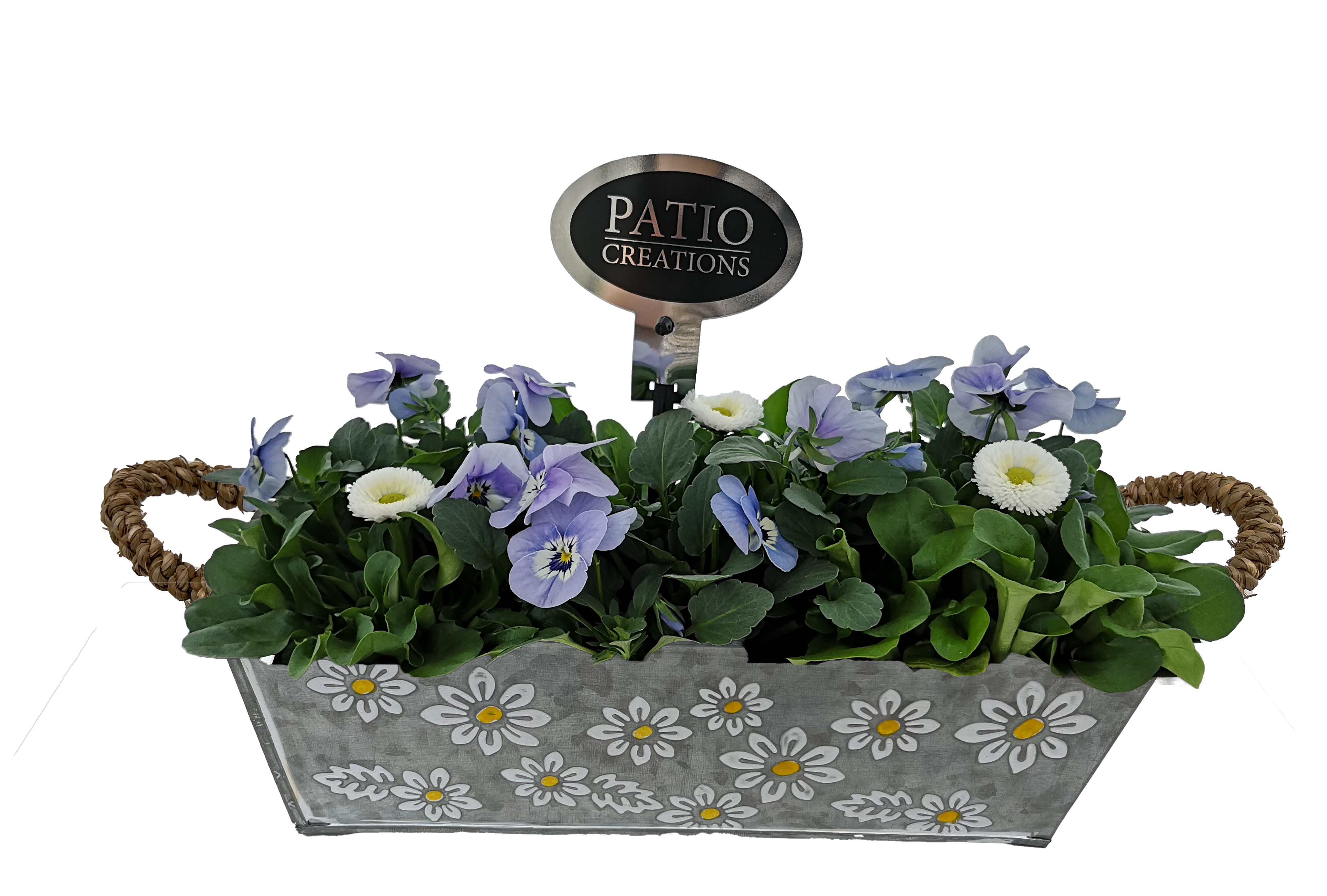 Vårplantering Penséer och Bellis lila