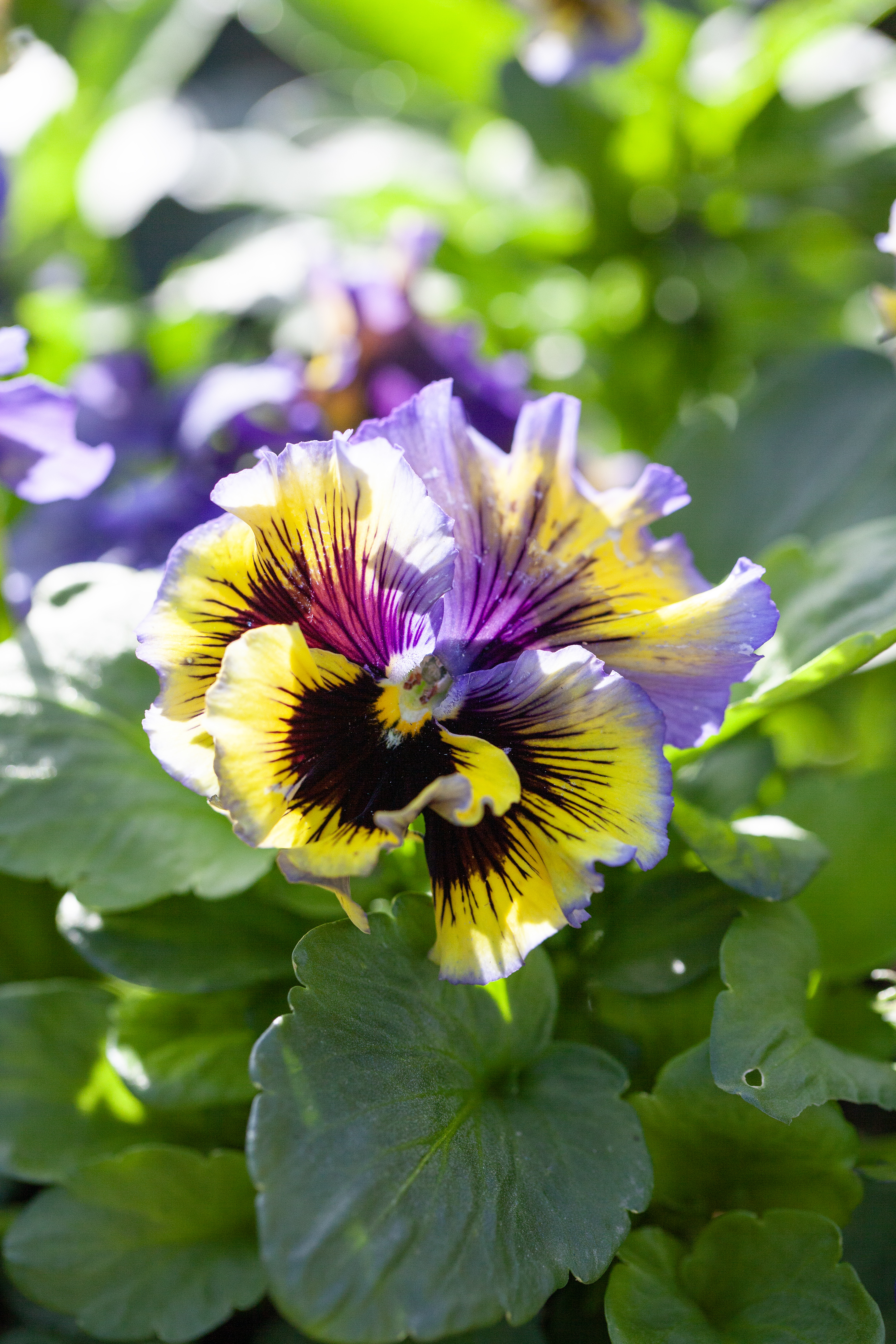 Viola 'Årets pensé 2025' - 8.5 cm Pot