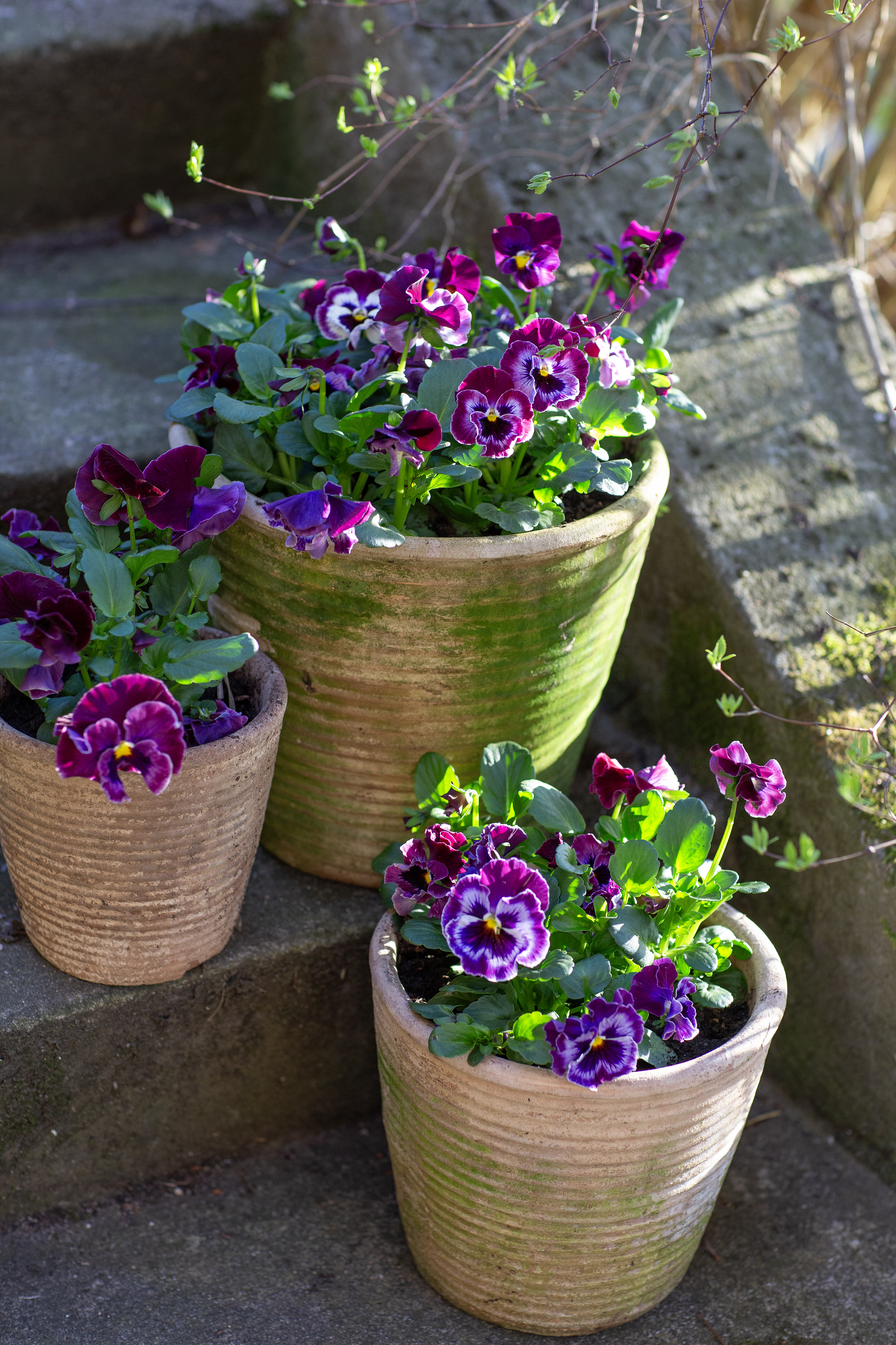 Viola 'Årets pensé 2025' - 8.5 cm Pot