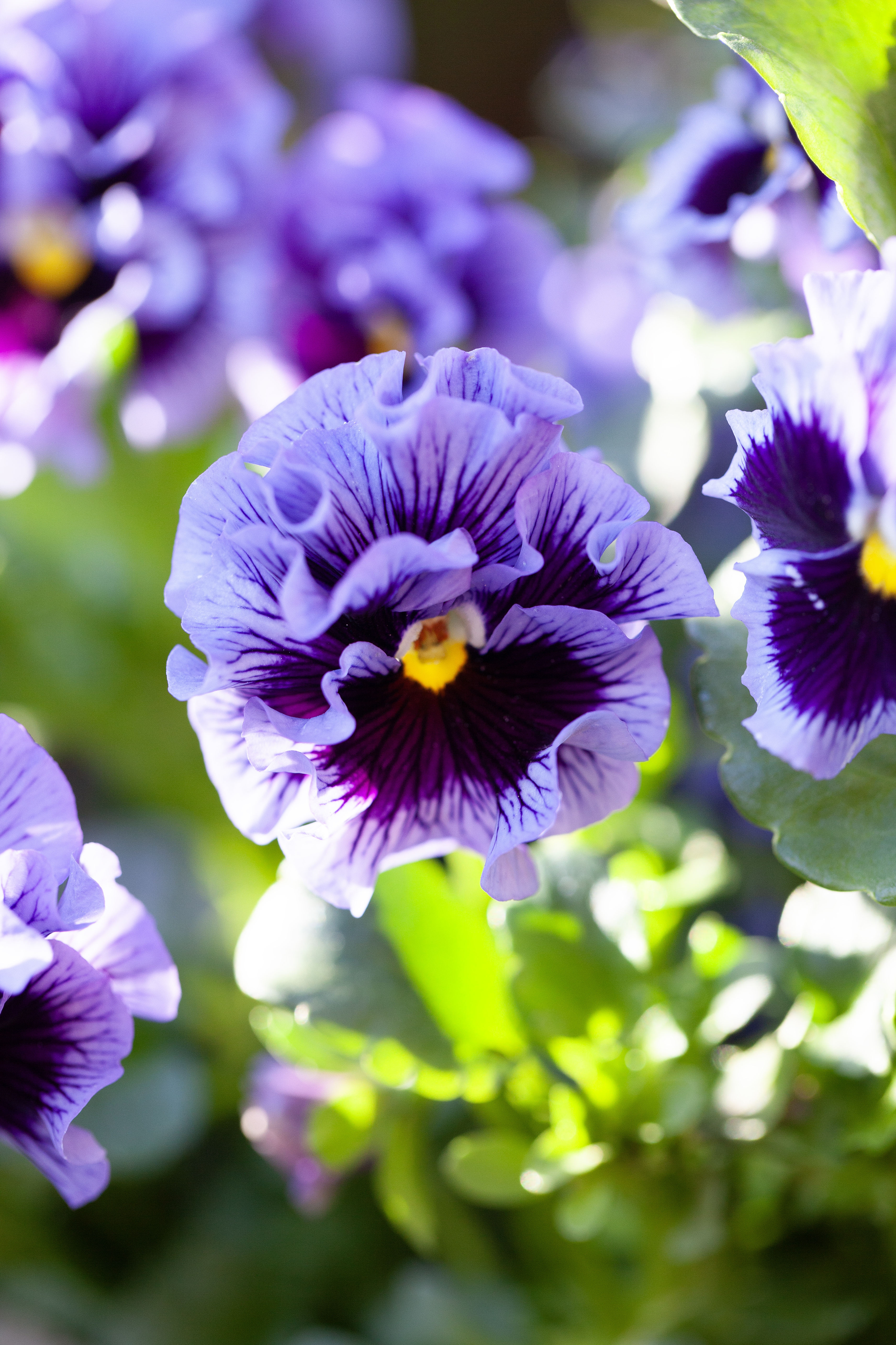 Viola 'Årets pensé 2025' - 8.5 cm Pot