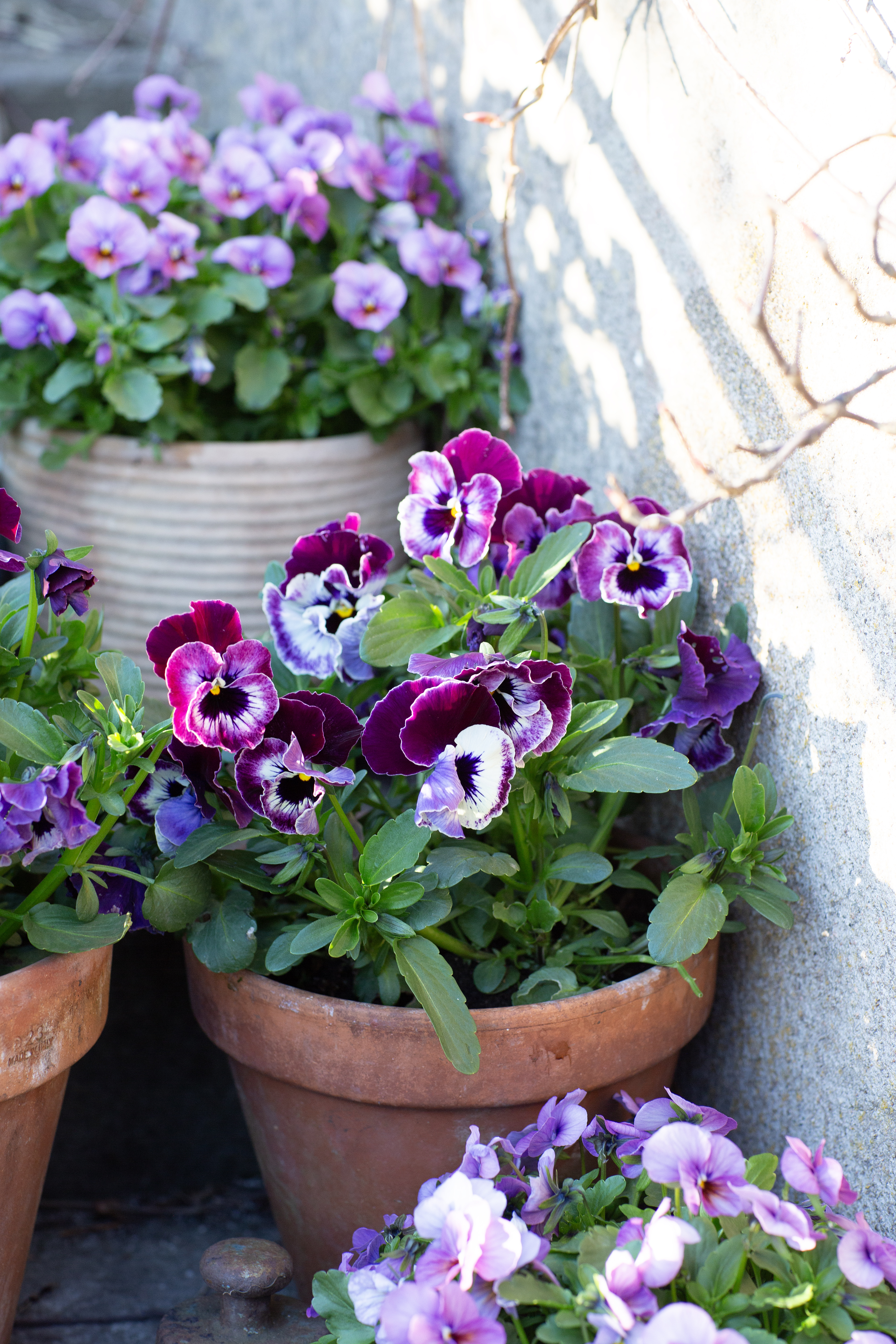 Viola 'Årets pensé 2025' - 8.5 cm Pot