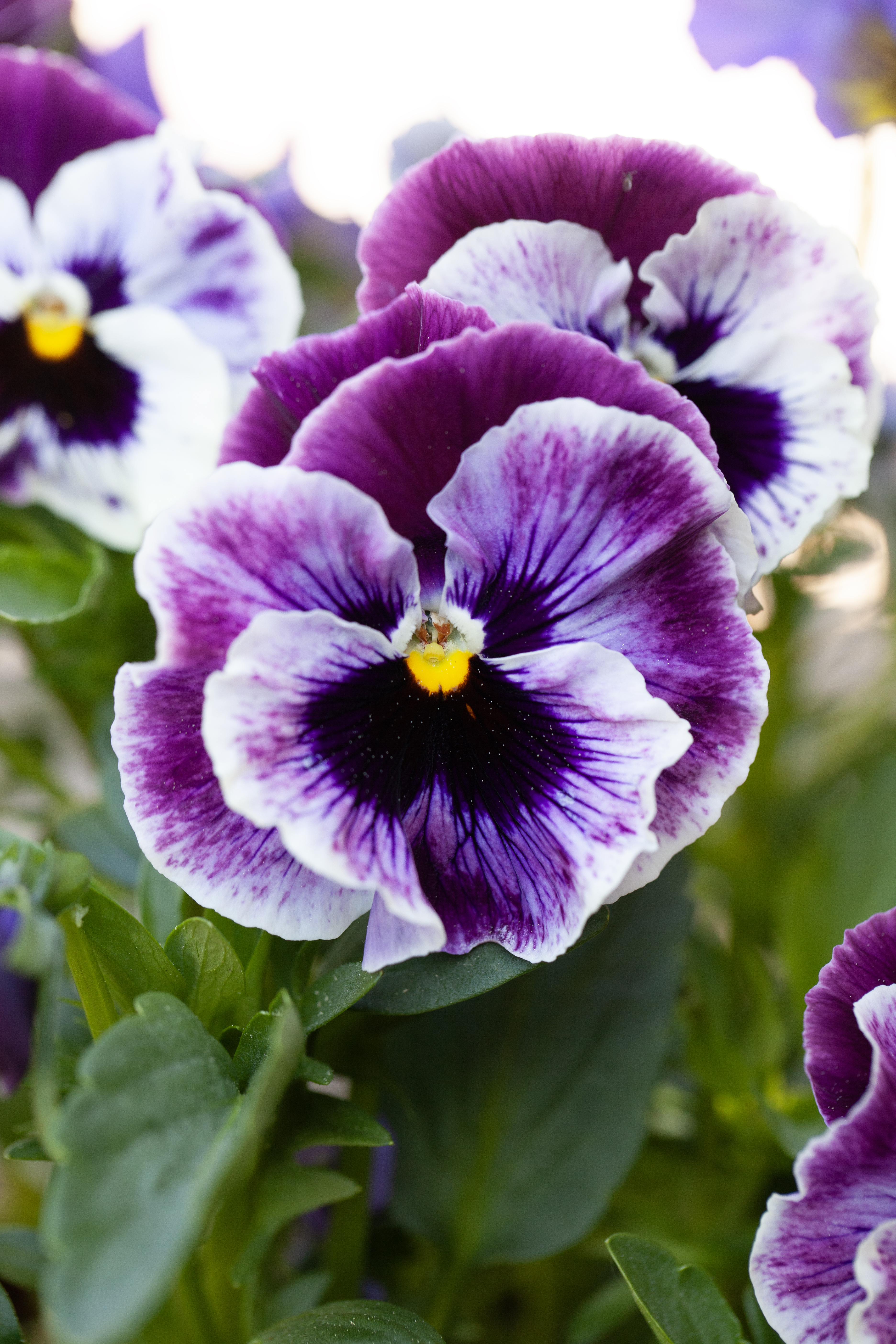 Viola 'Årets pensé 2025' - 8.5 cm Pot