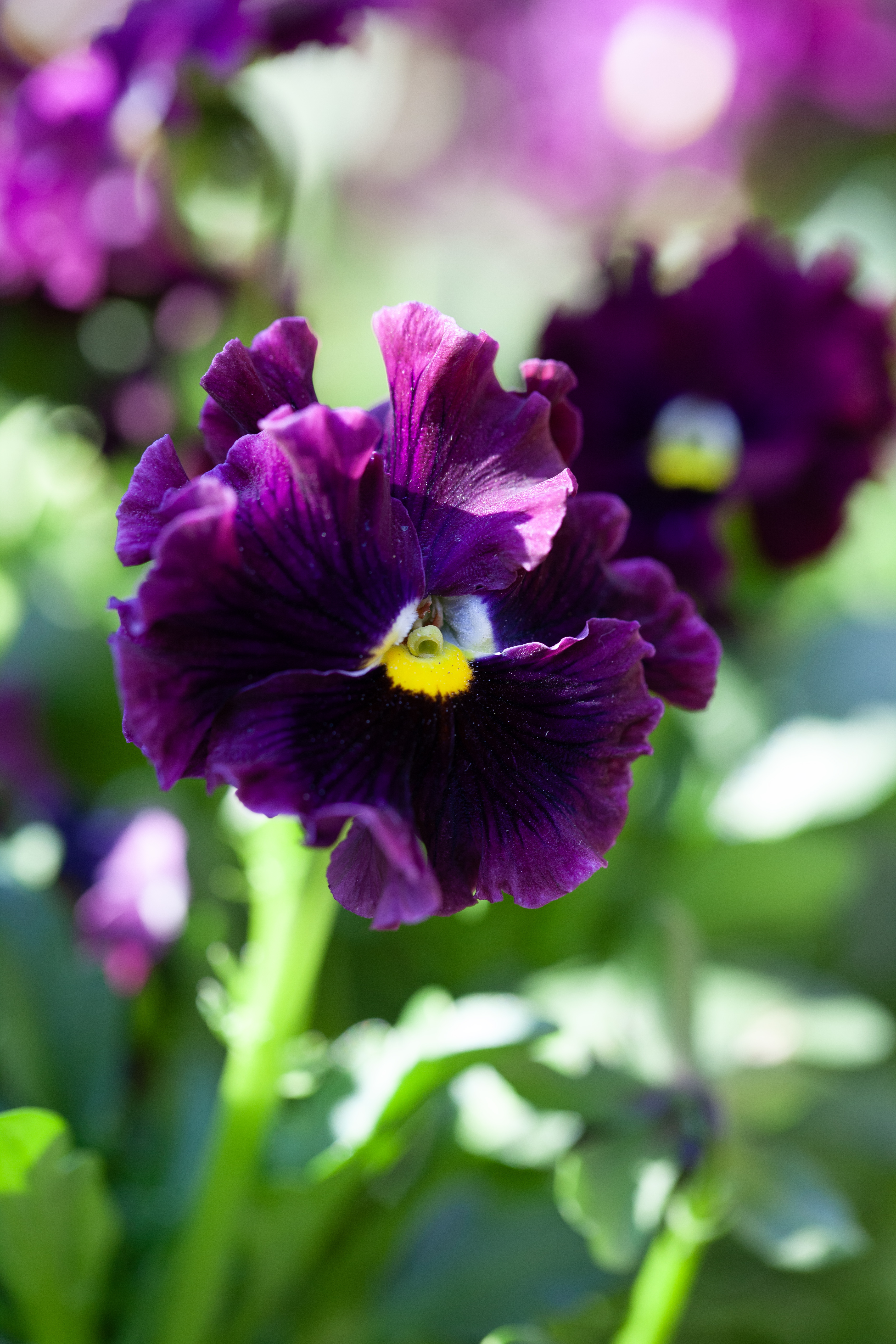 Viola 'Årets pensé 2025' - 8.5 cm Pot