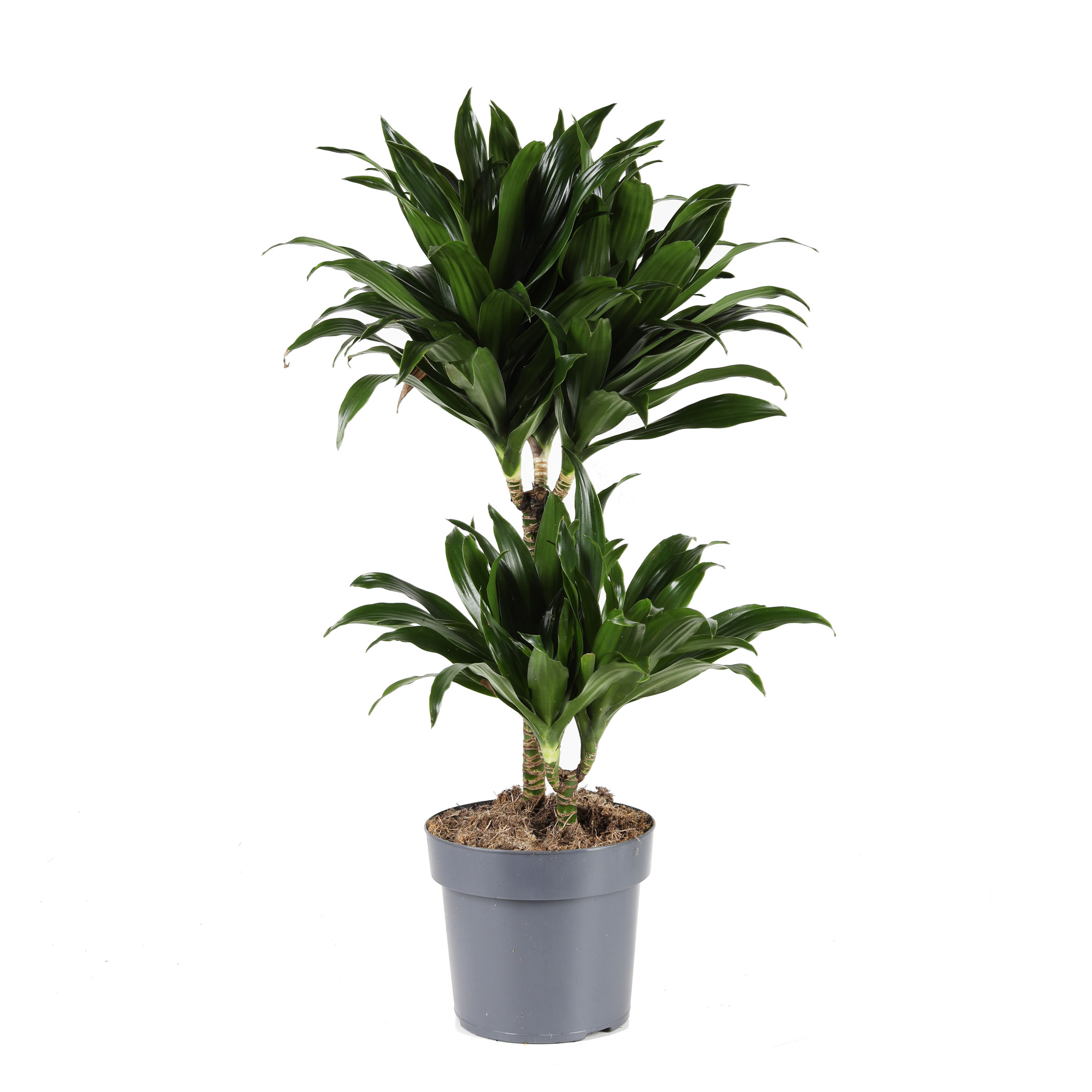 Dracaena ‘Janet Craig Compacta’