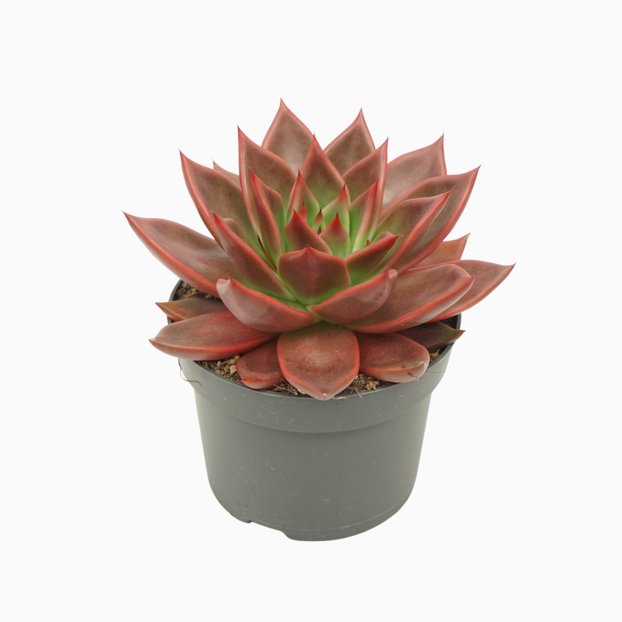 Echeveria ‘Antaris’