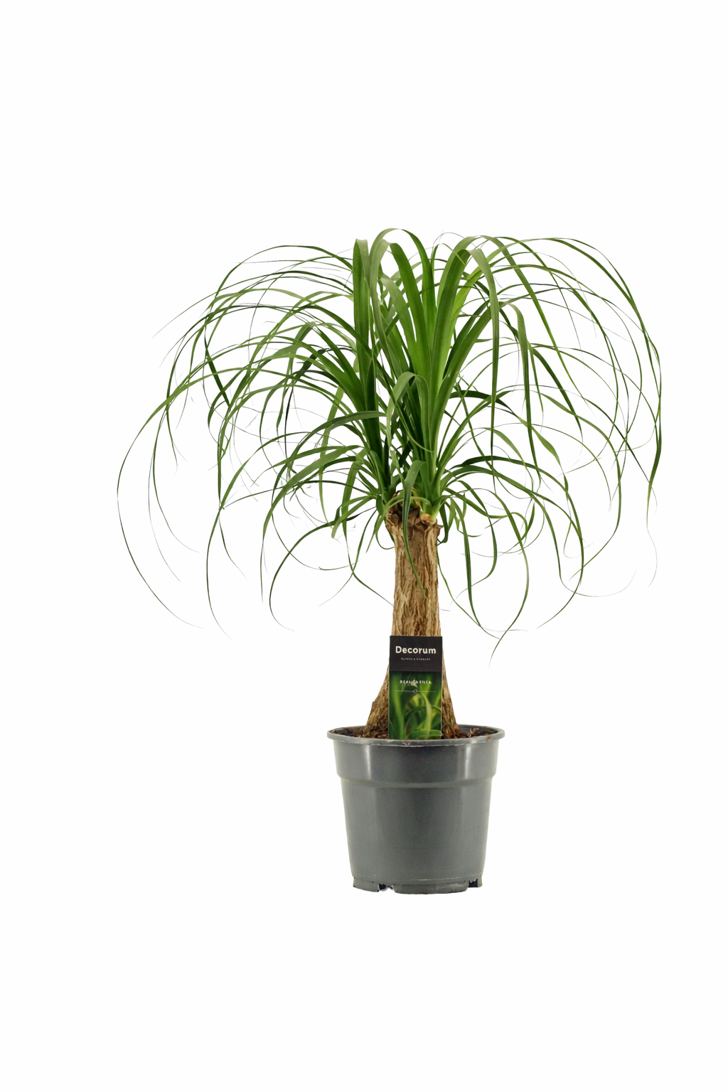 Beaucarnea