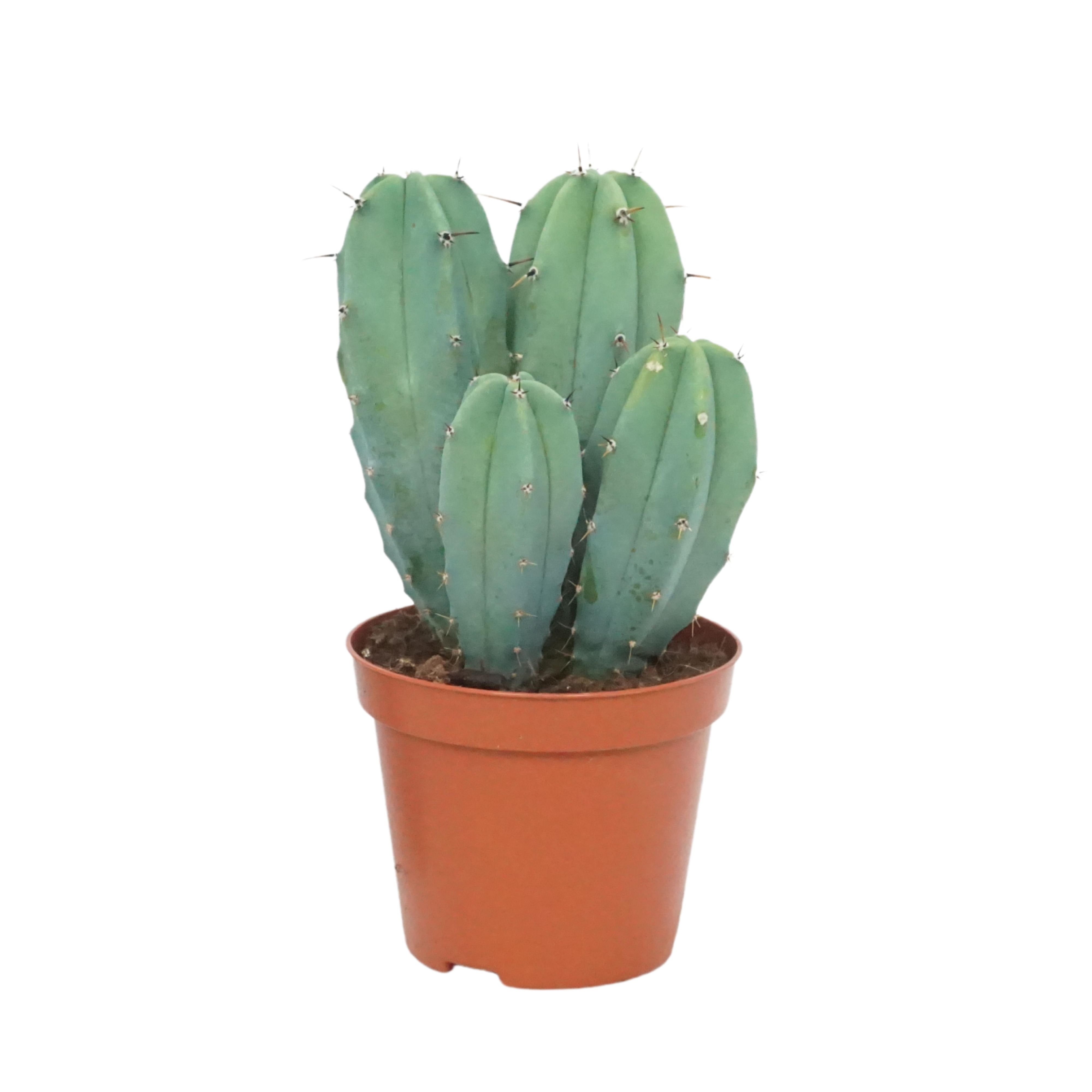 Myrtillocactus geometrizans