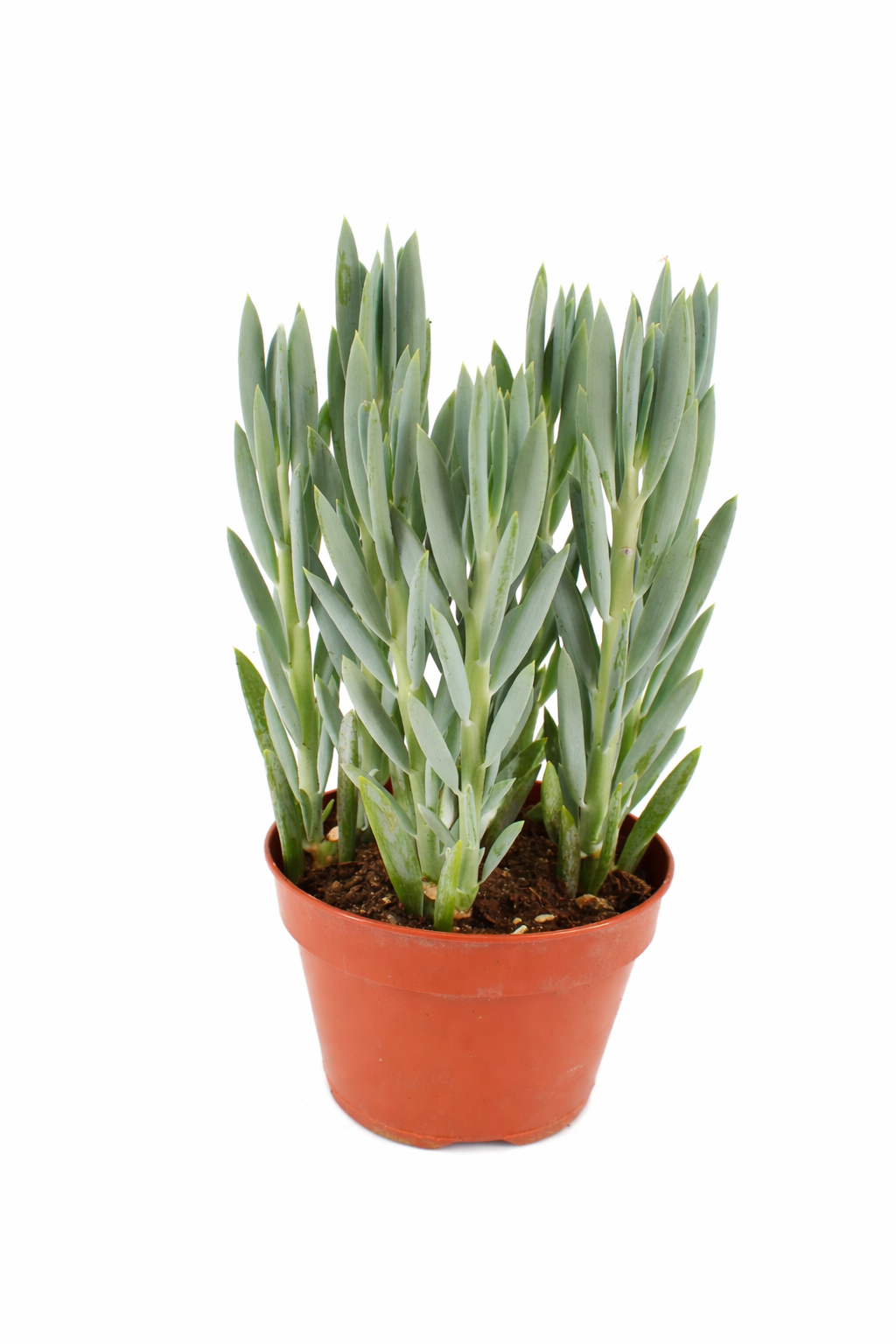 Curio 'Mount Everest'