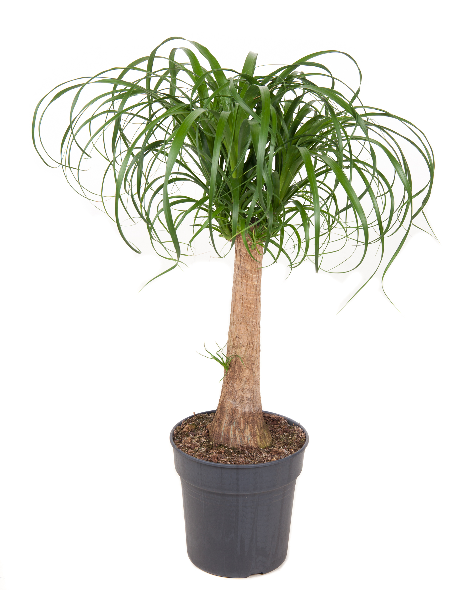 Beaucarnea recurvata