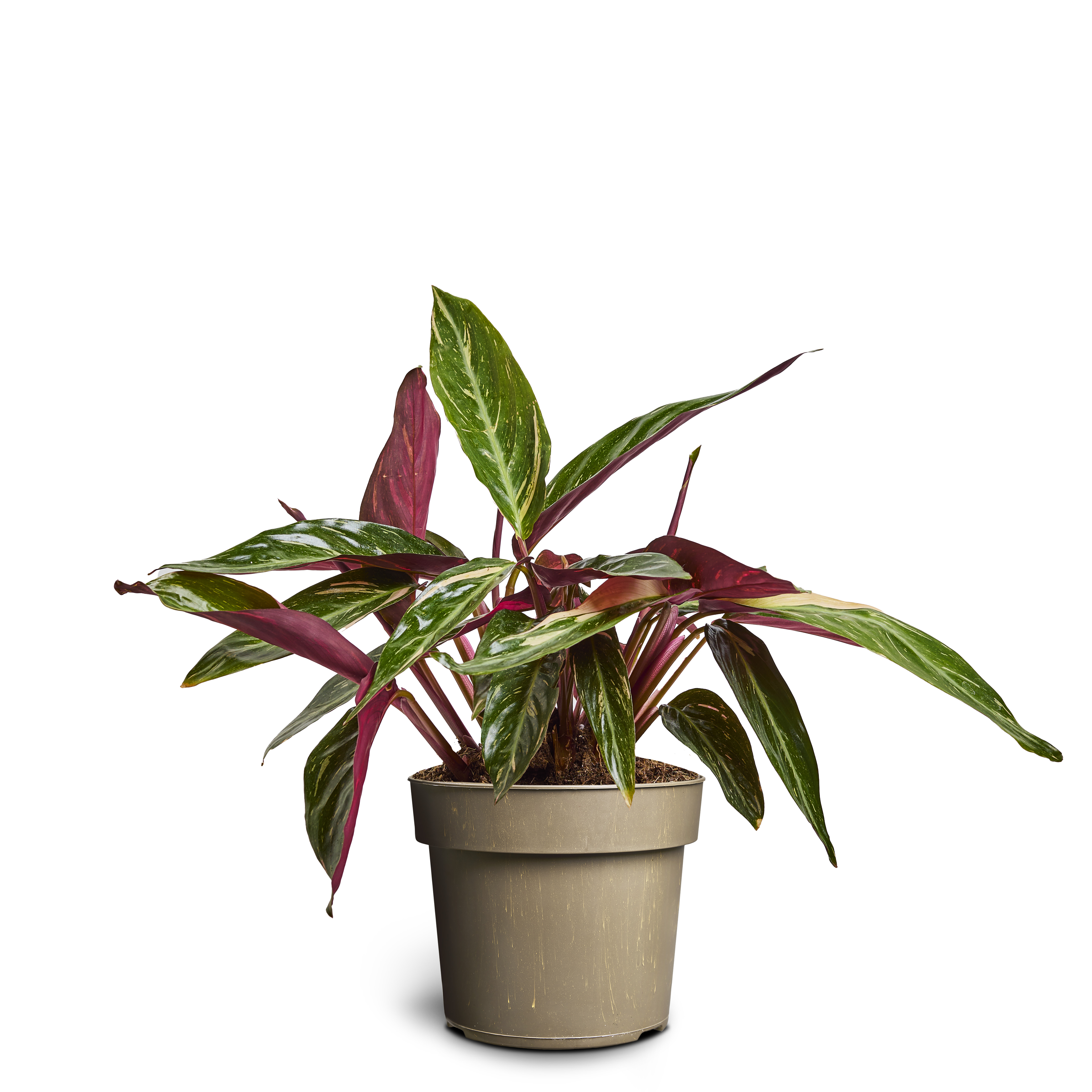 Calathea ‘Magic Star’