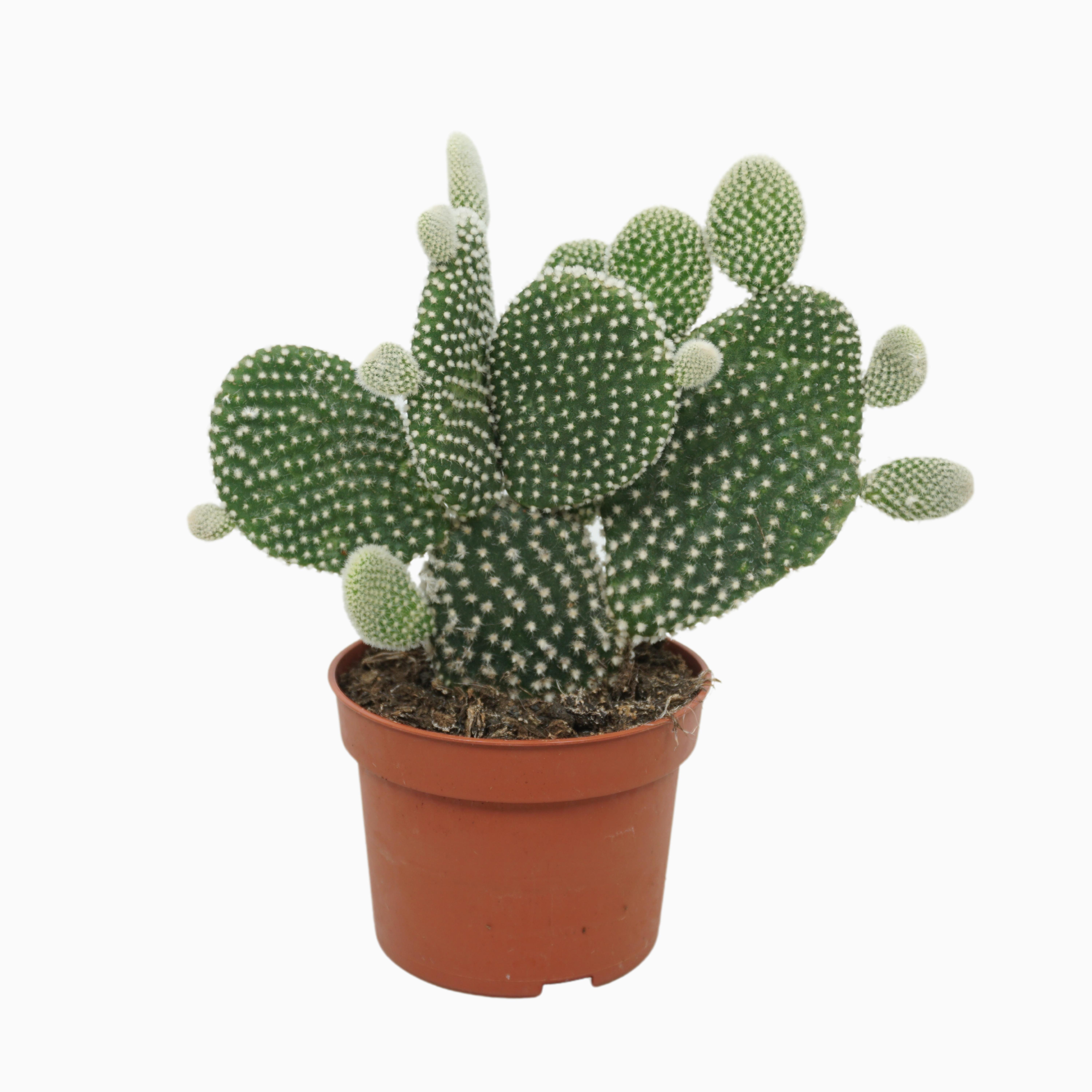 Opuntia microdasys ‘Albispina’