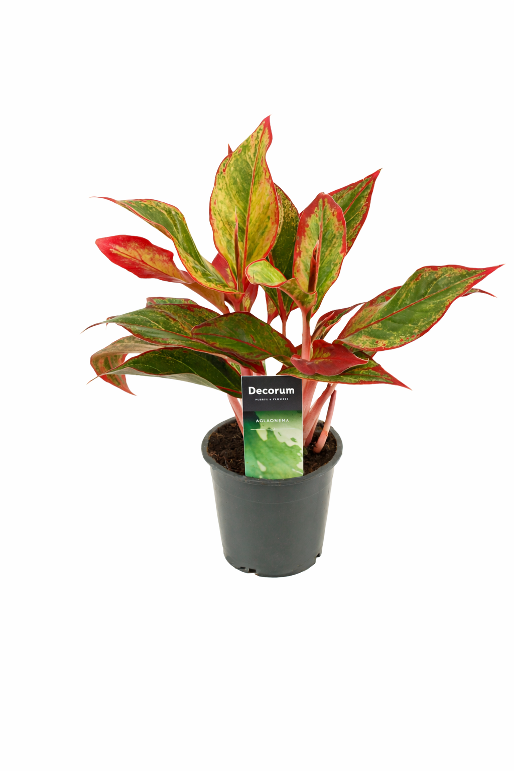 Aglaonema ‘Red Fire’