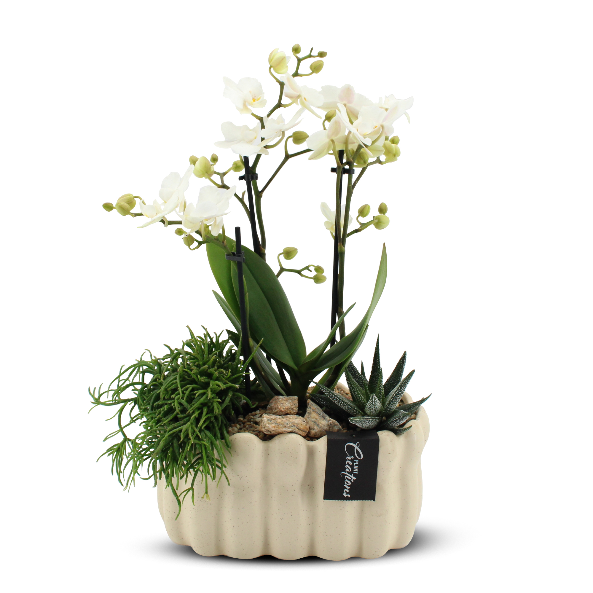 Phaleanopsis Creatie White 22cm