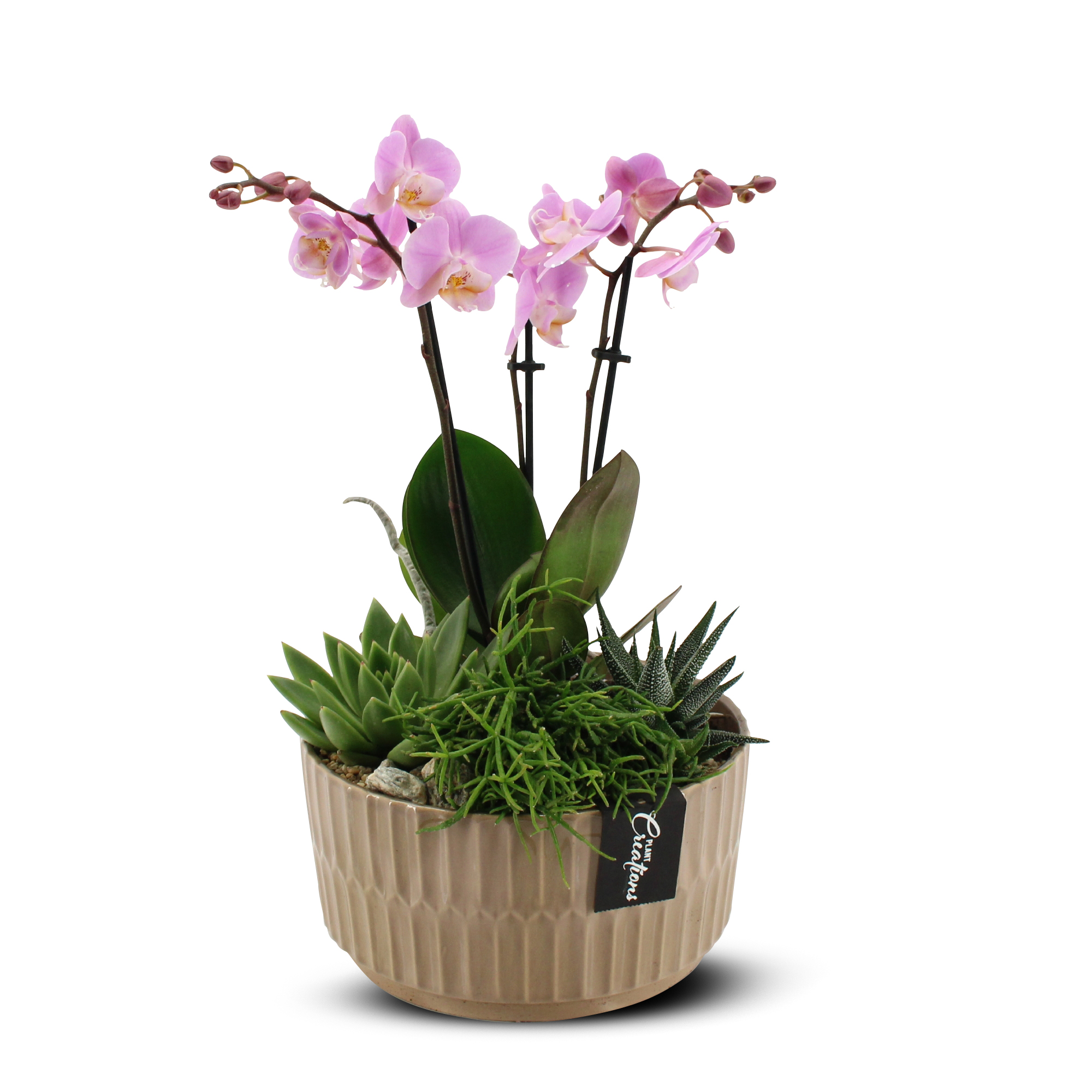 Phaleanopsis rosa i beige skål