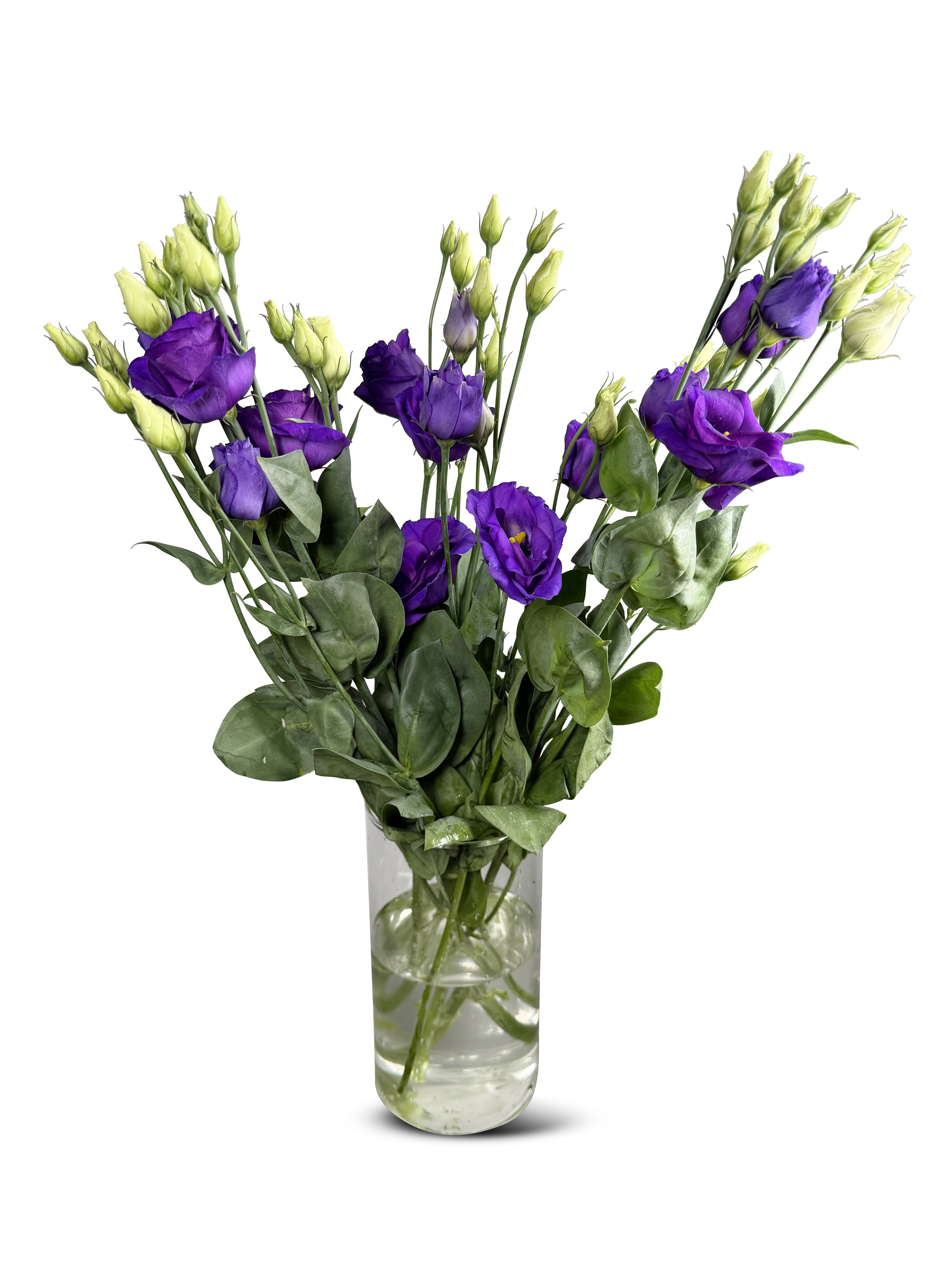 Eustoma 3pk