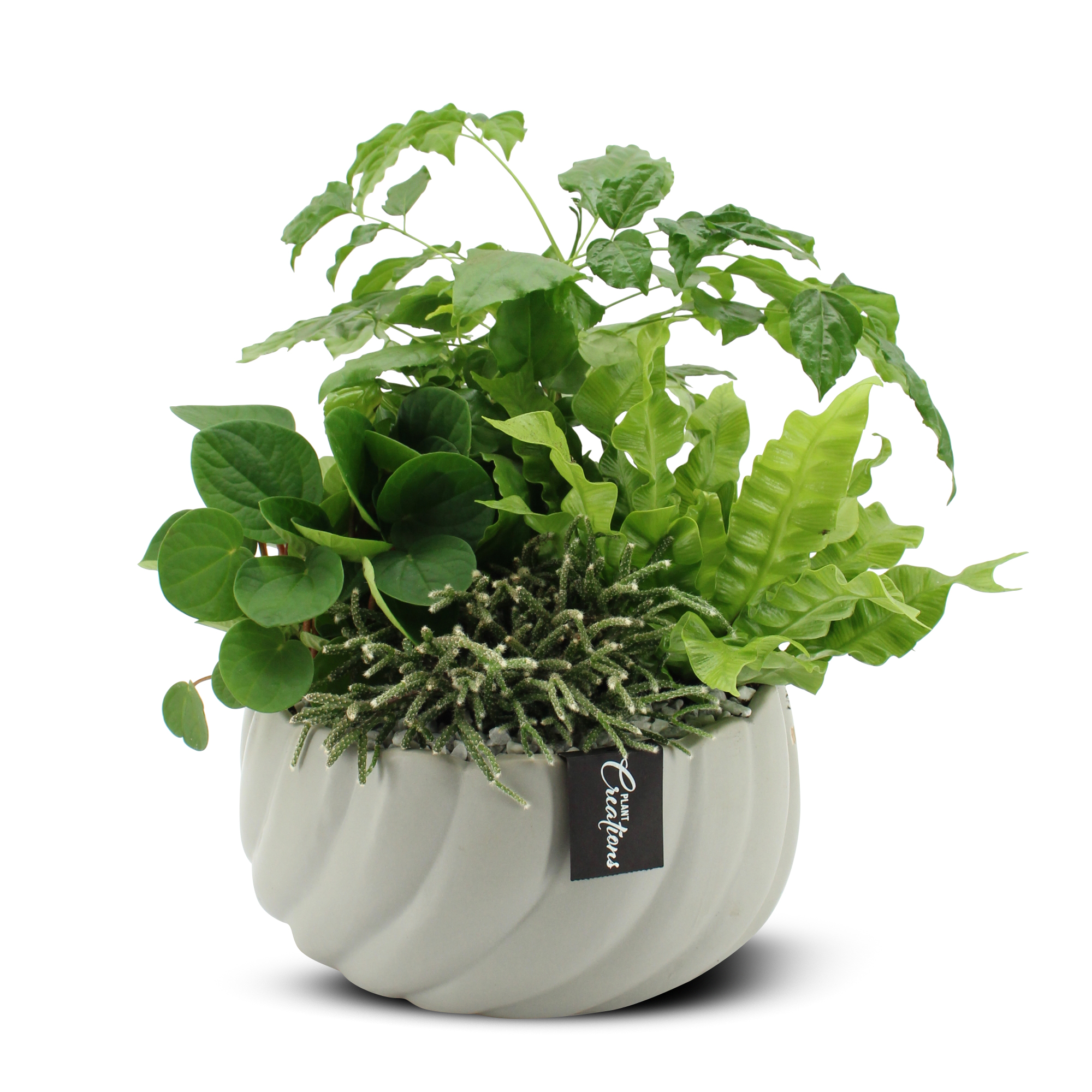 Plantering med Grönväxter i grå skål 