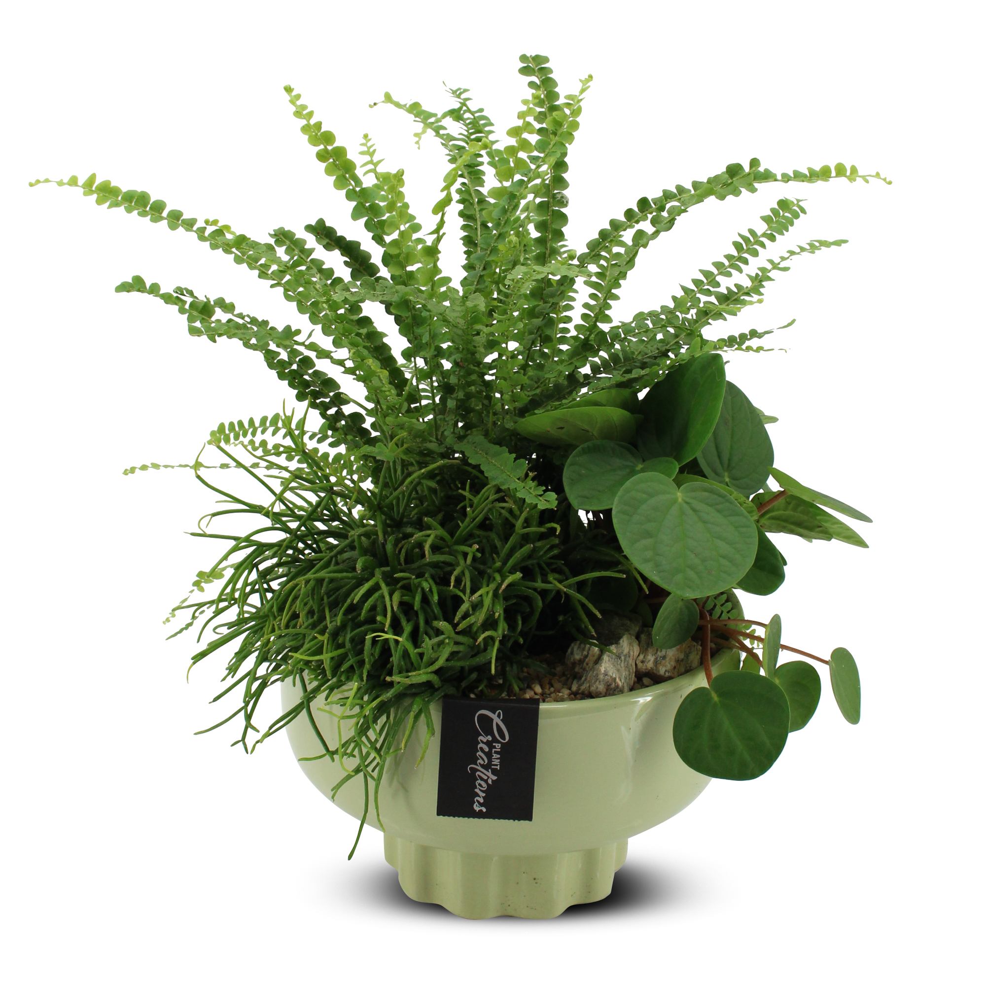 Plantering med gröna växter i grön skål