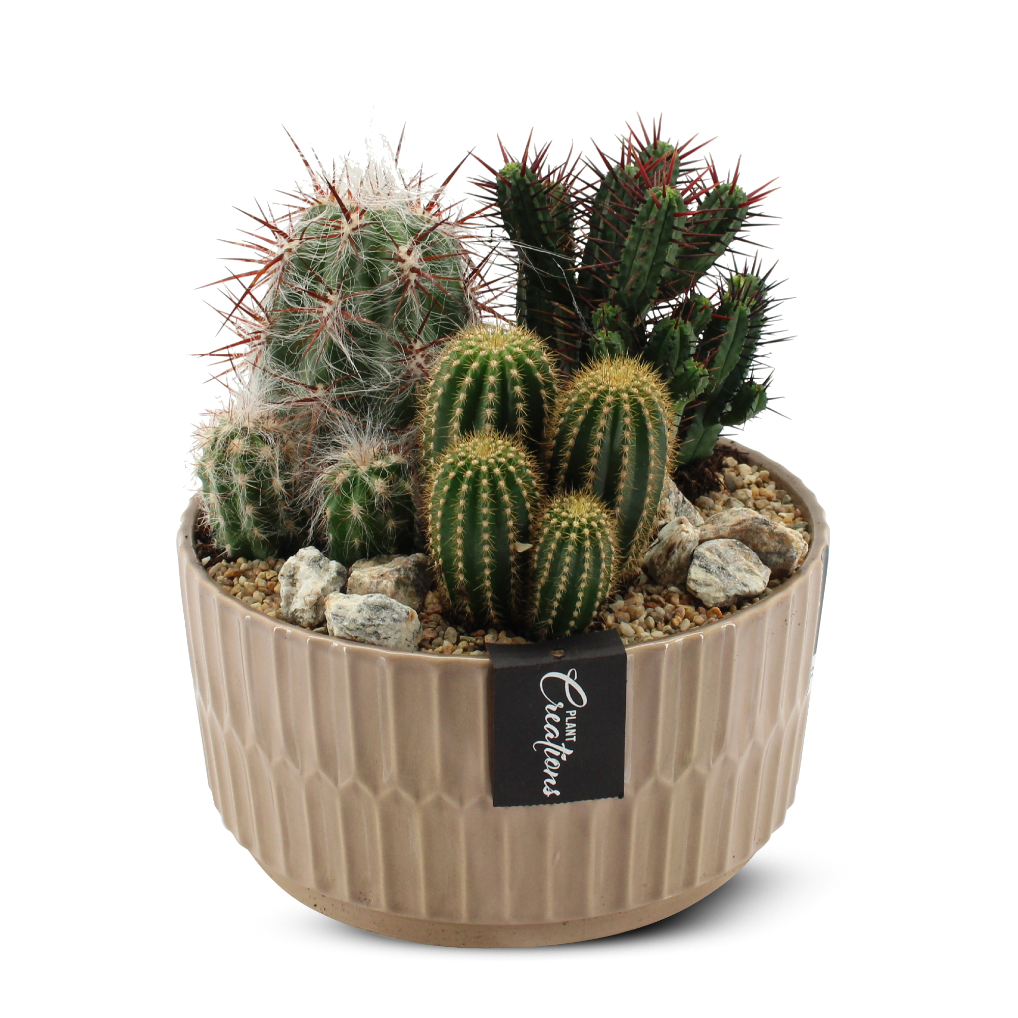 Plantering med olika Kaktusar i Beige Skål 