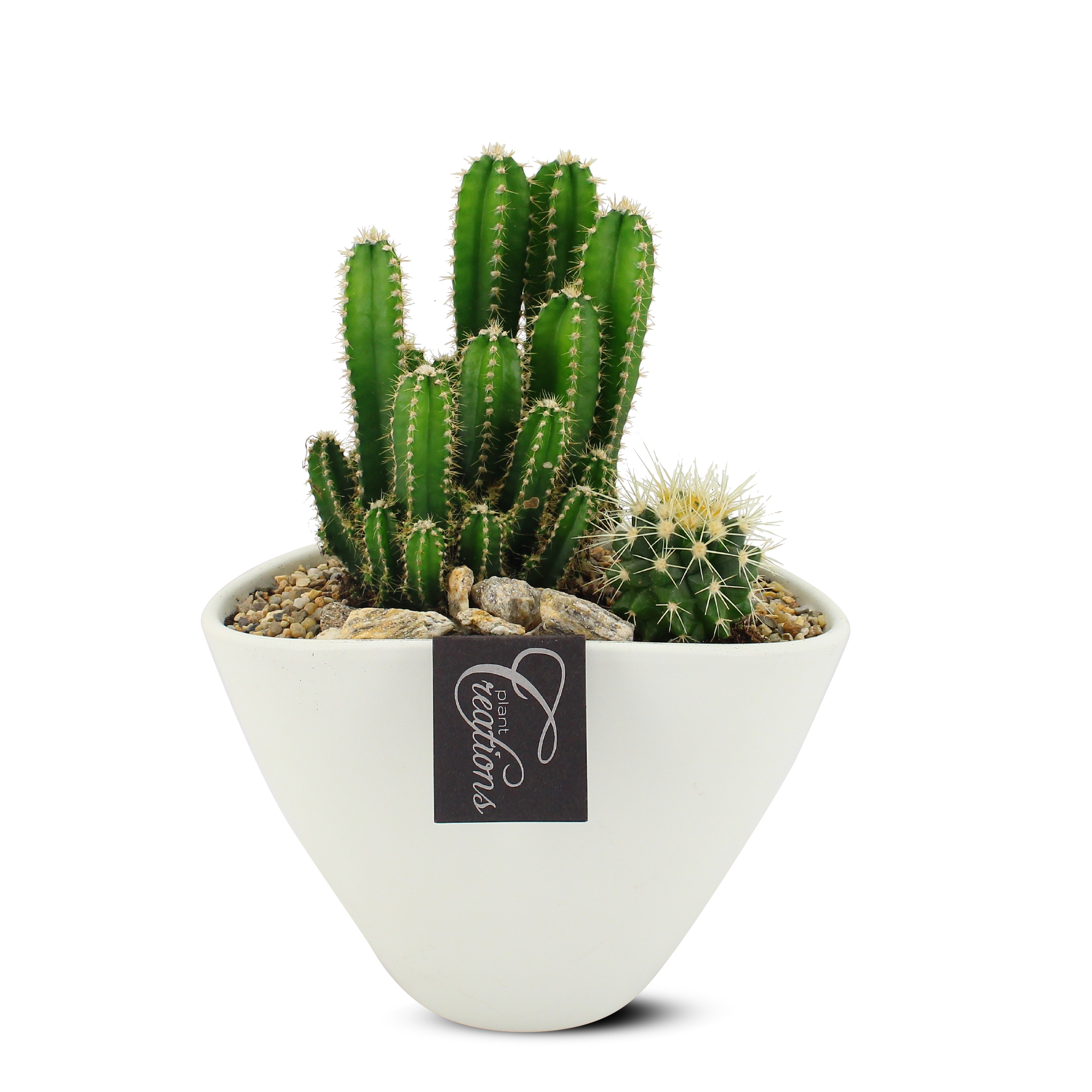 Plantering i vit kruka med kaktusar