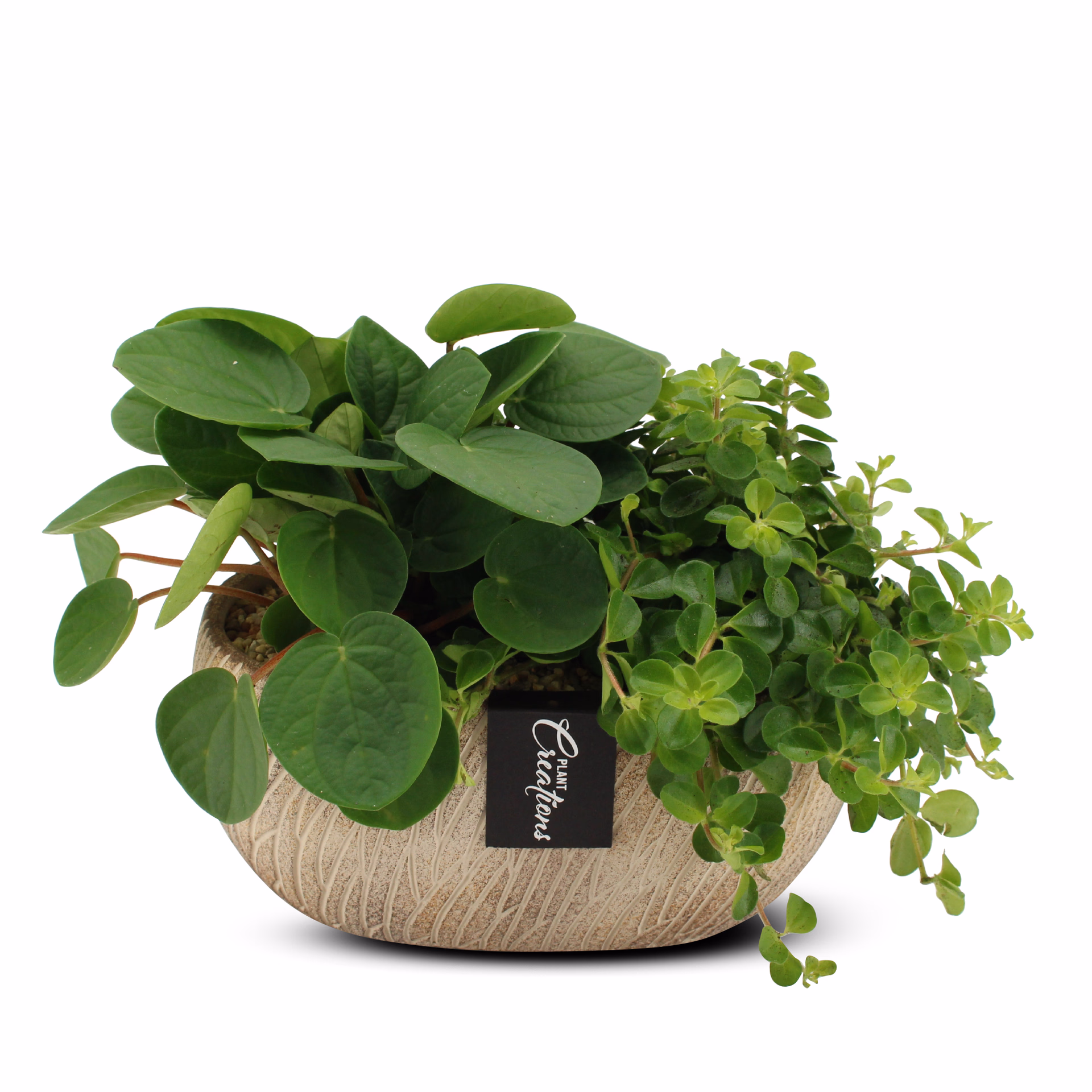 Plantering med peperomia och pilea