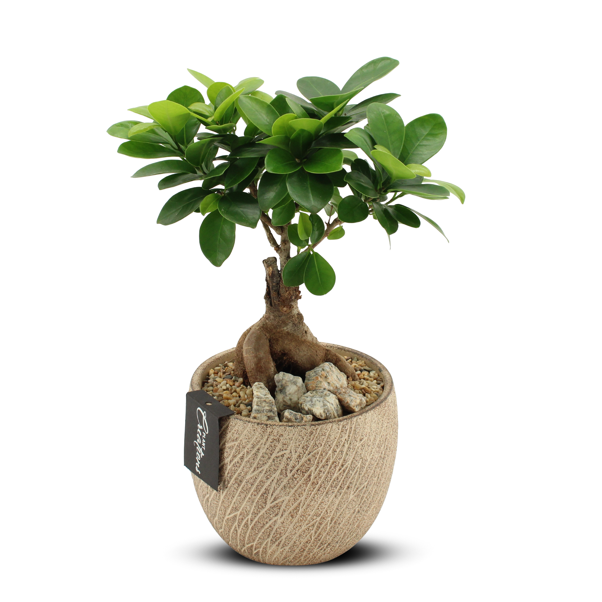 Ficus Ginseng i beige kruka 