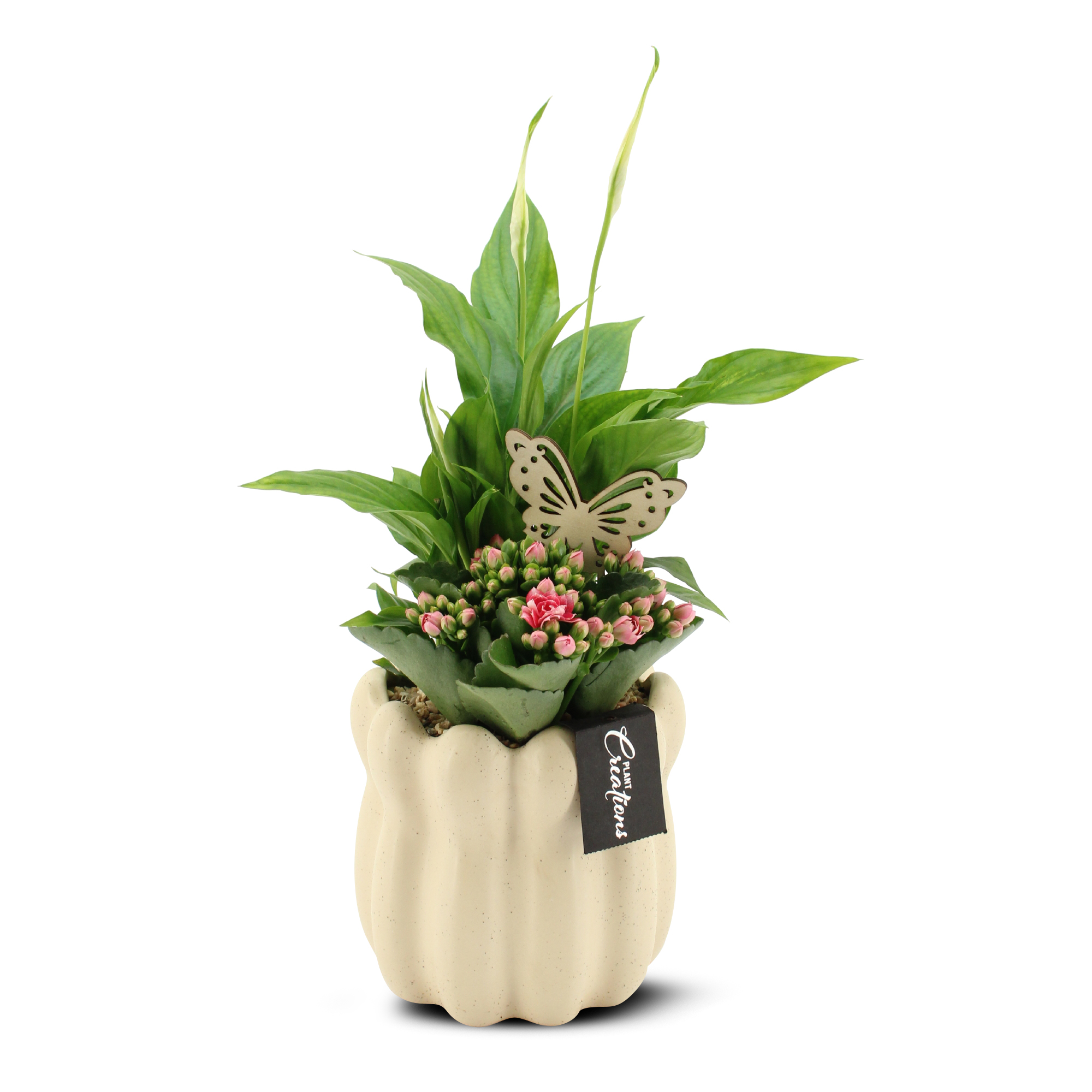 Plantering med rosa Calandiva och fredslilja 