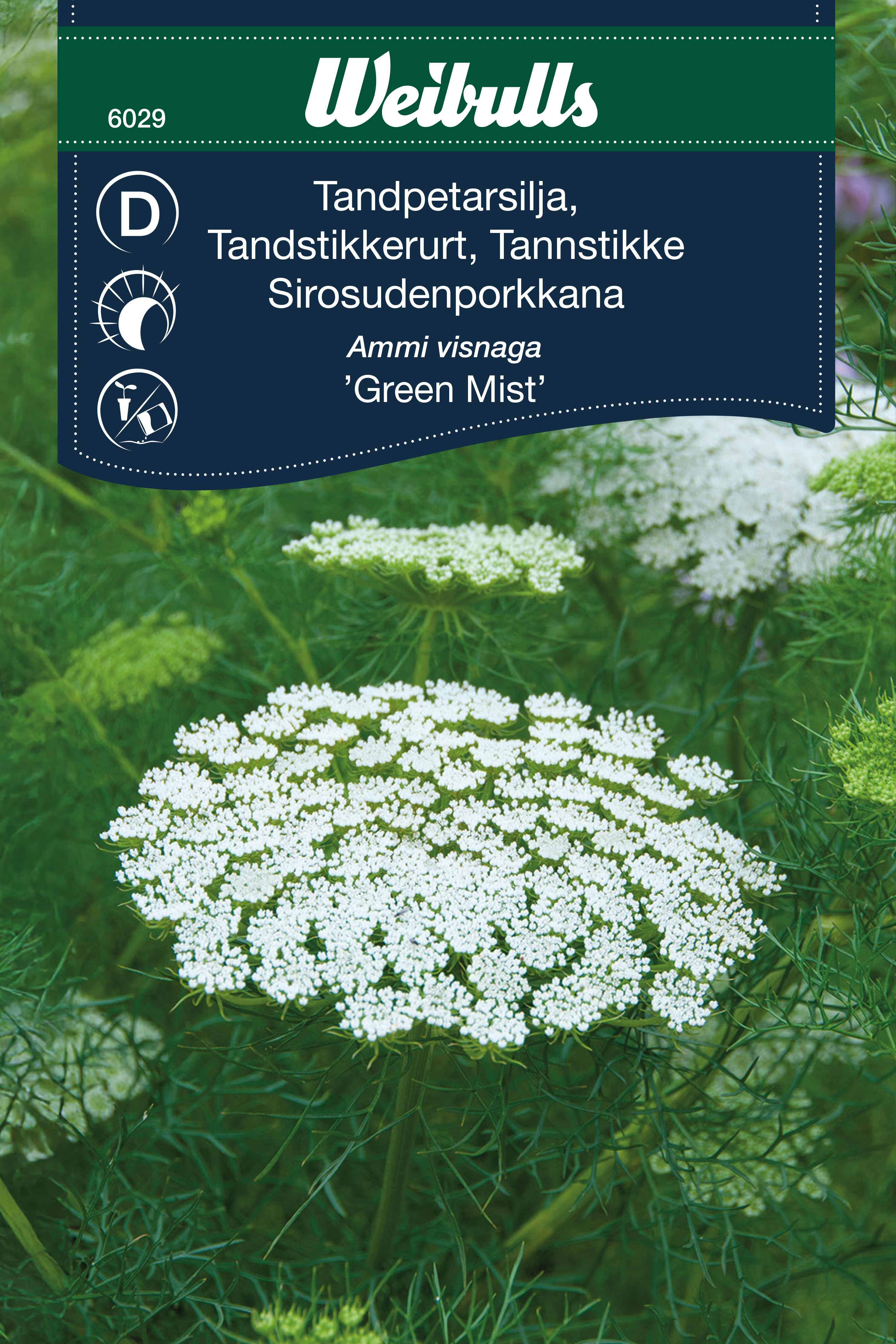 Ammi visnaga 'Green Mist'