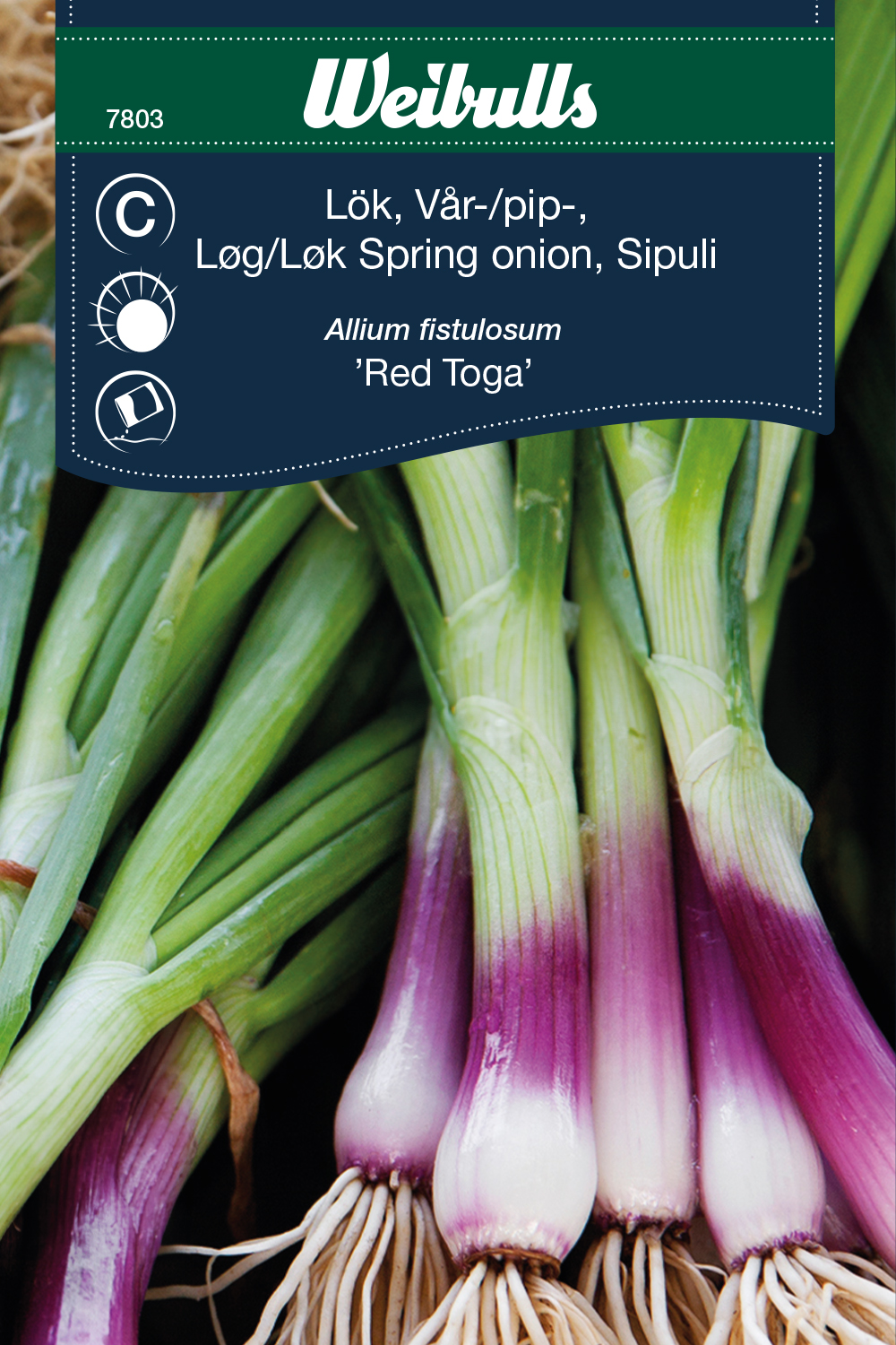 Lök, vår-/pip- 'Red Toga'