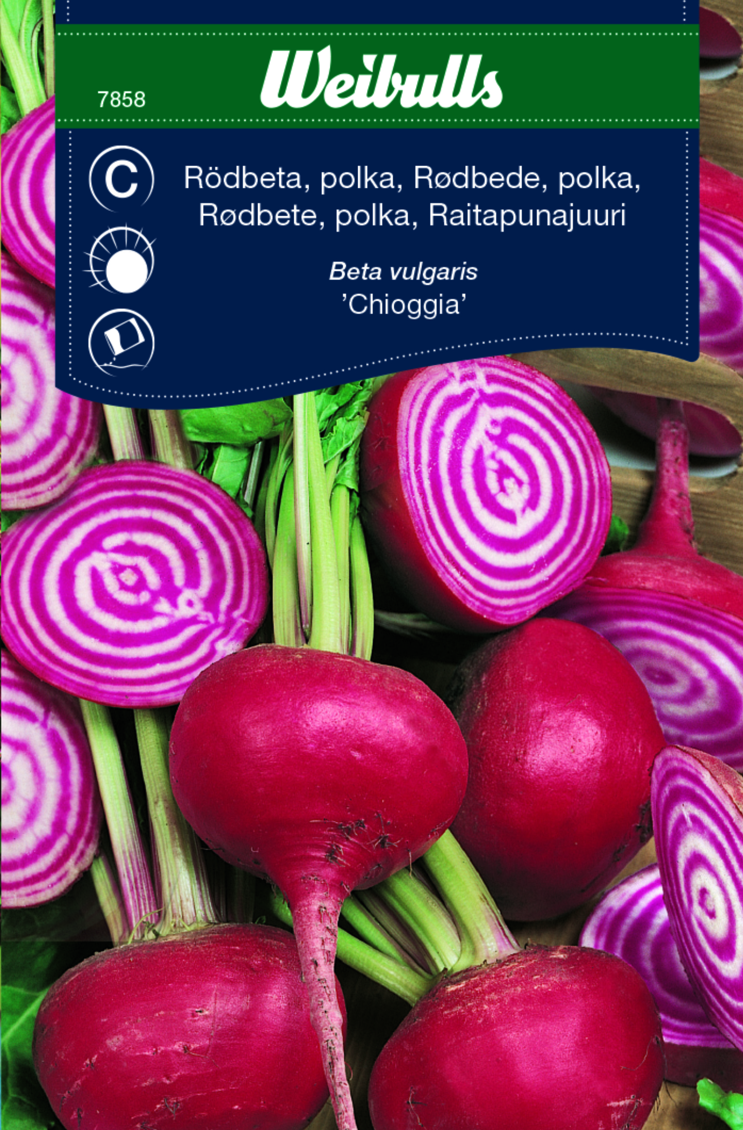 Rödbeta, polka- 'Chioggia'