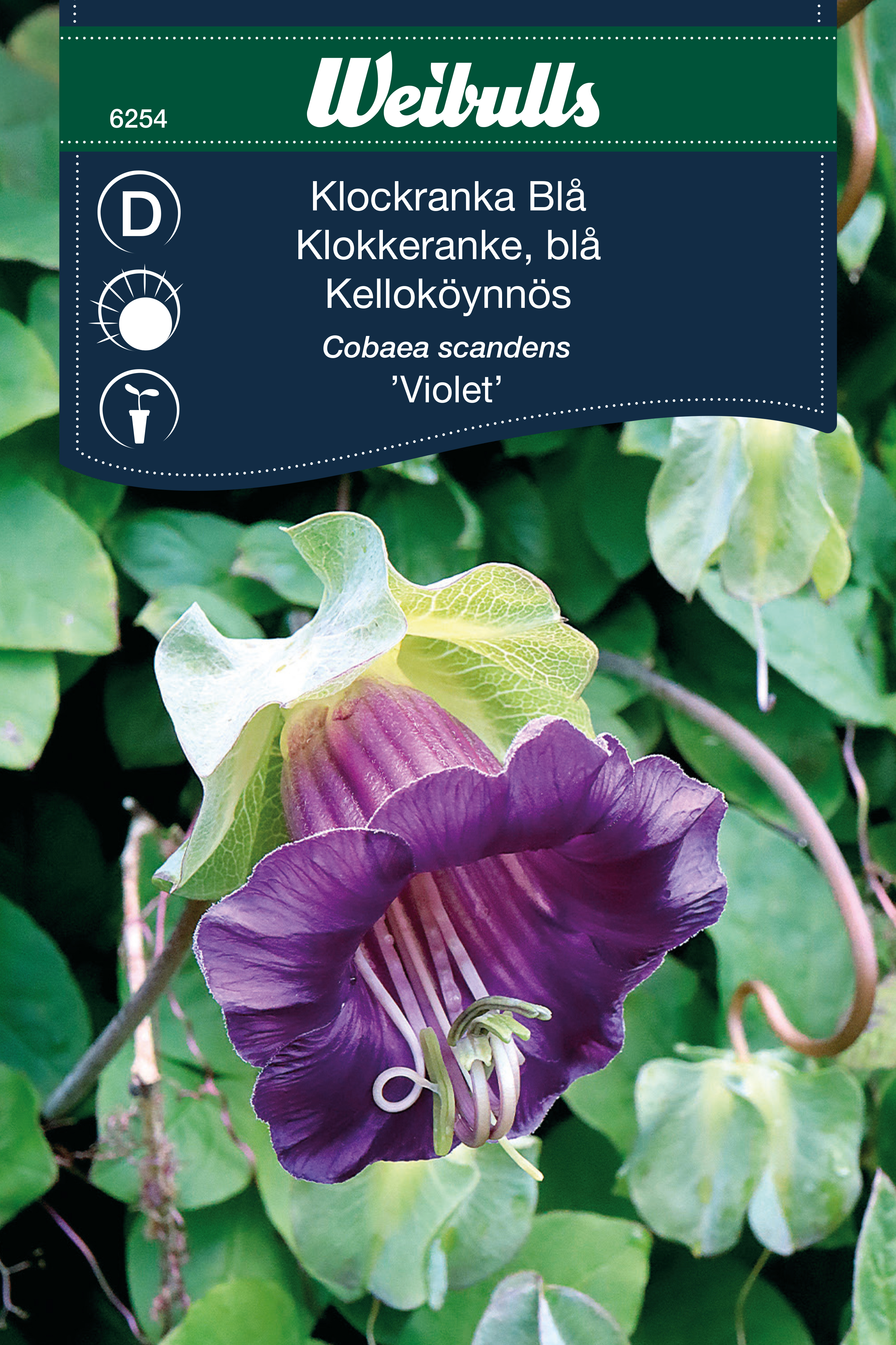 Klockranka Blå 'Violet'