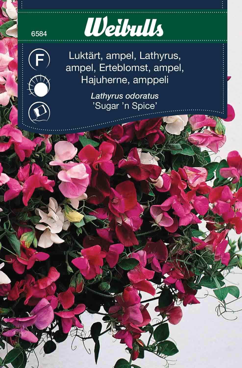 Luktärt, ampel 'Sugar'n spice'