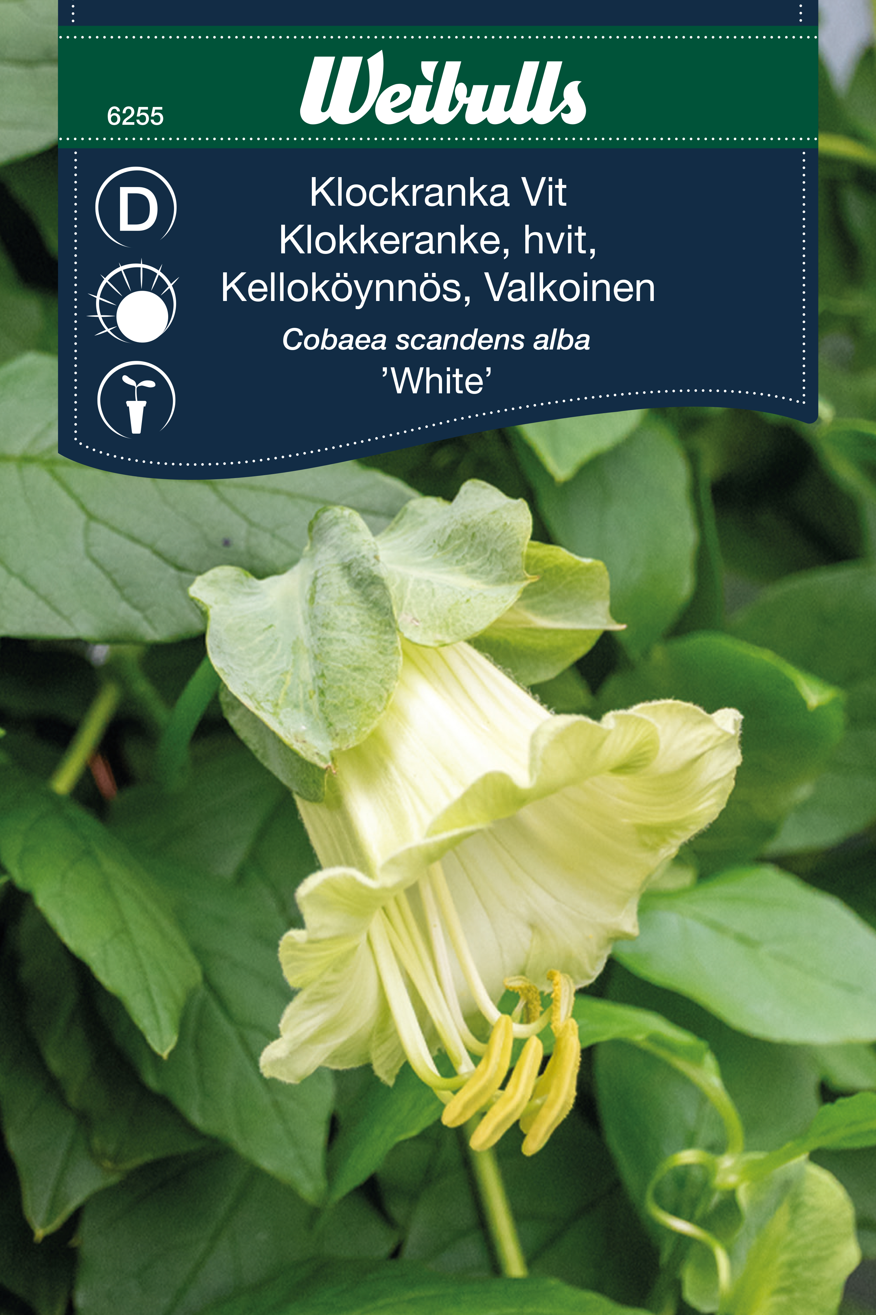 Klockranka Vit 'White'