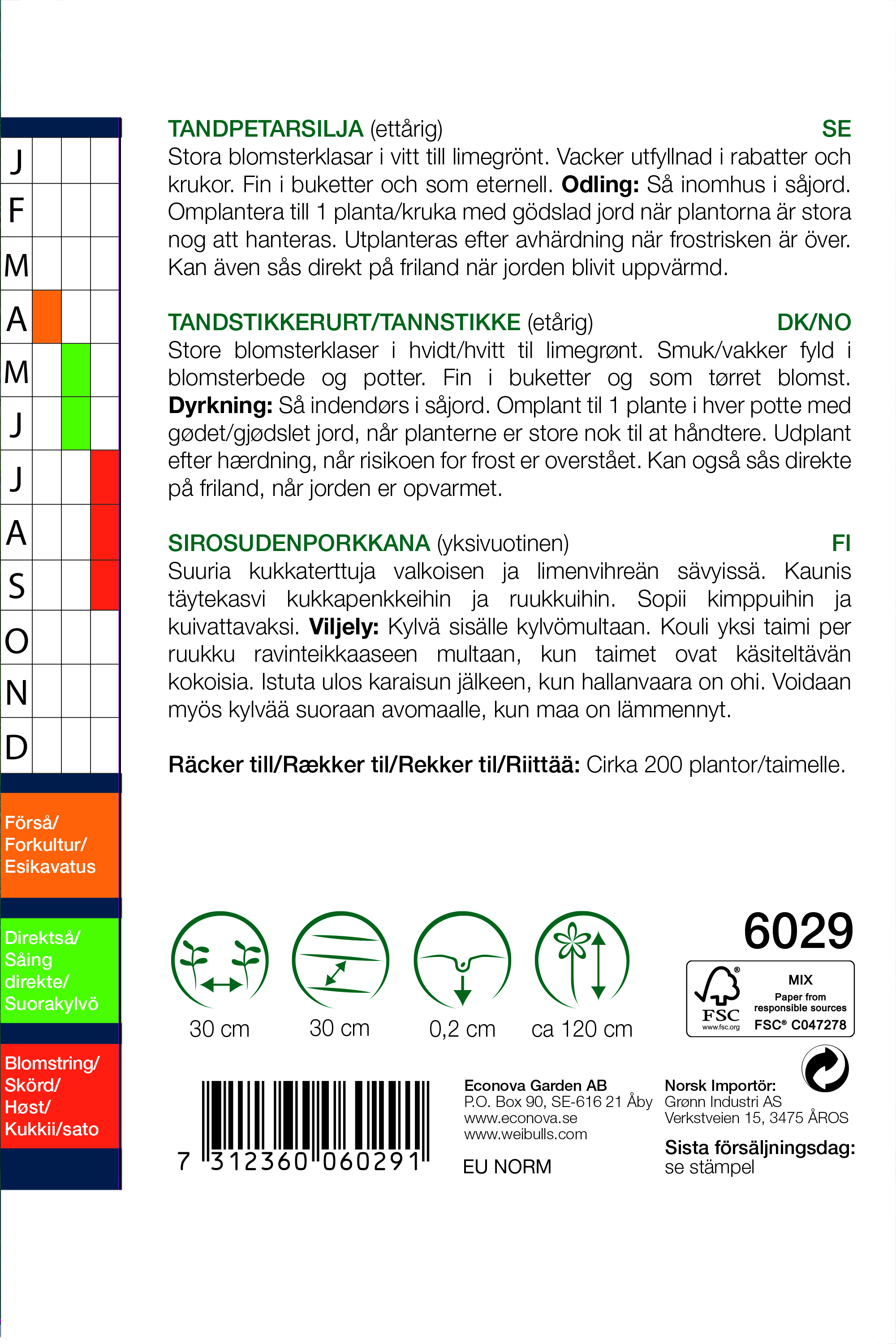 Ammi visnaga 'Green Mist'
