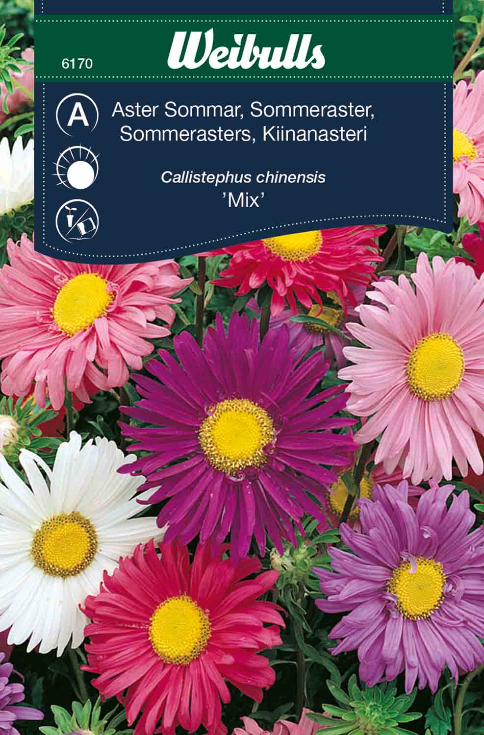 Aster, sommar - Mix