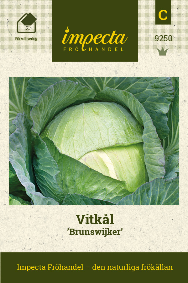 Vitkål 'Brunswick'