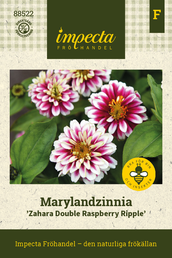 Marylandzinnia 'Zahara Double Raspberry Ripple'