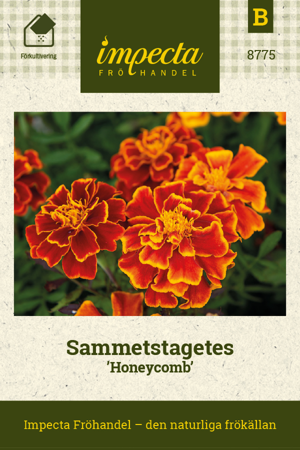 Tagetes patula nana 'Honeycomb'