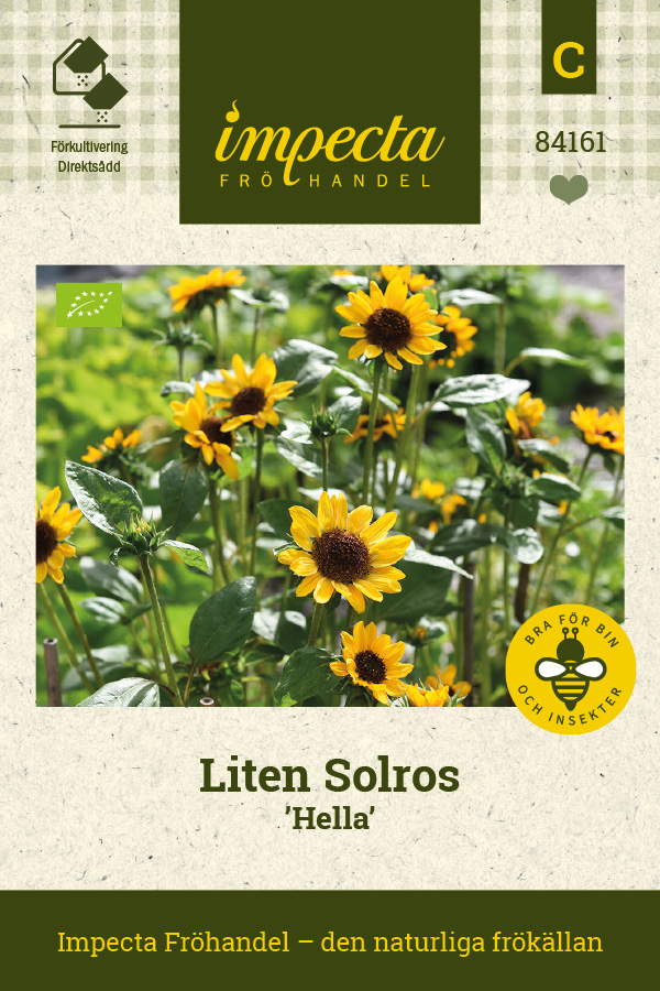 Helianthus annuus 'Hella'