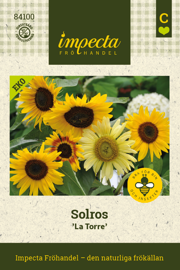 Solros 'La Torre'
