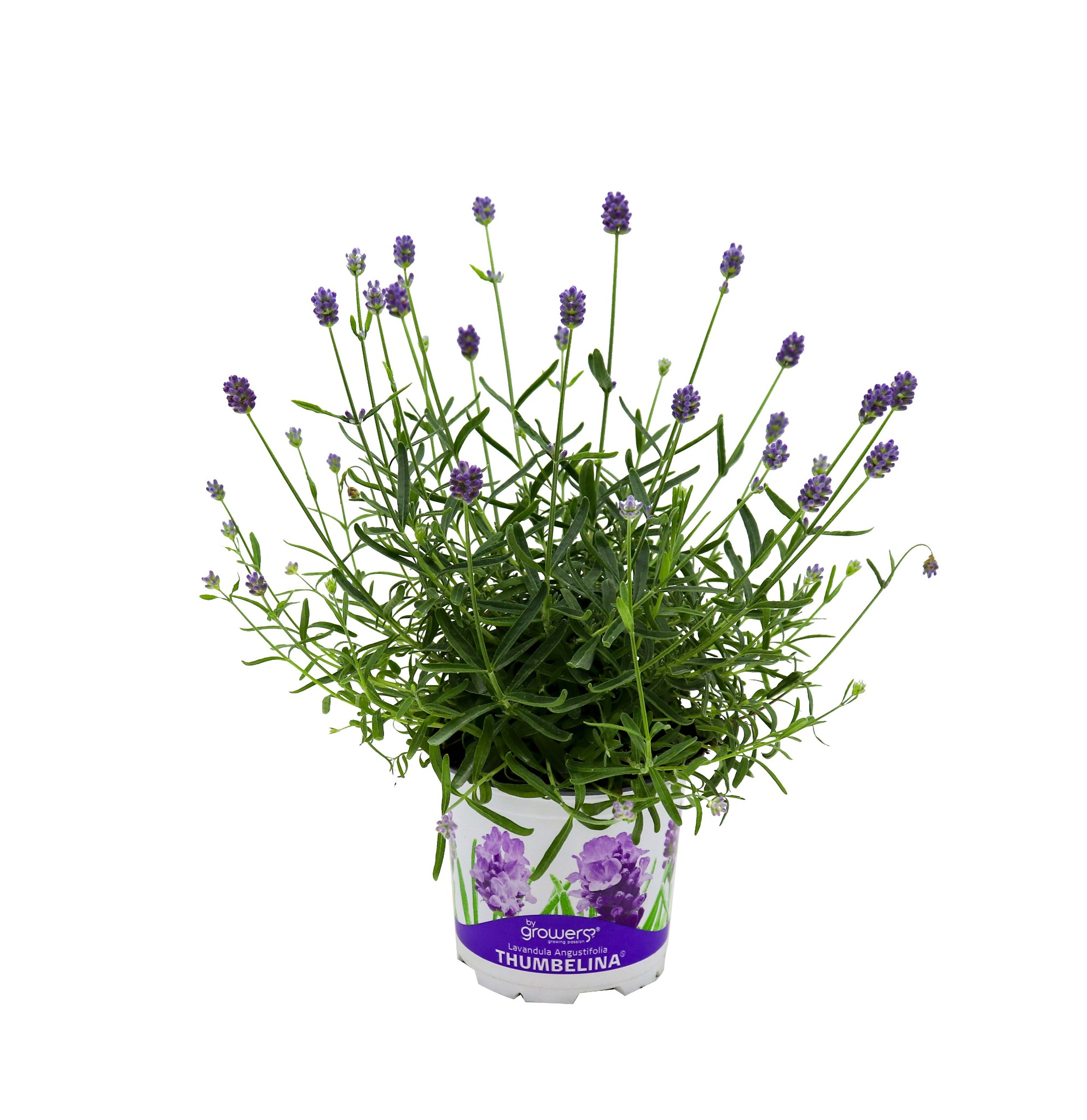 Lavendel 'Thumbelina'