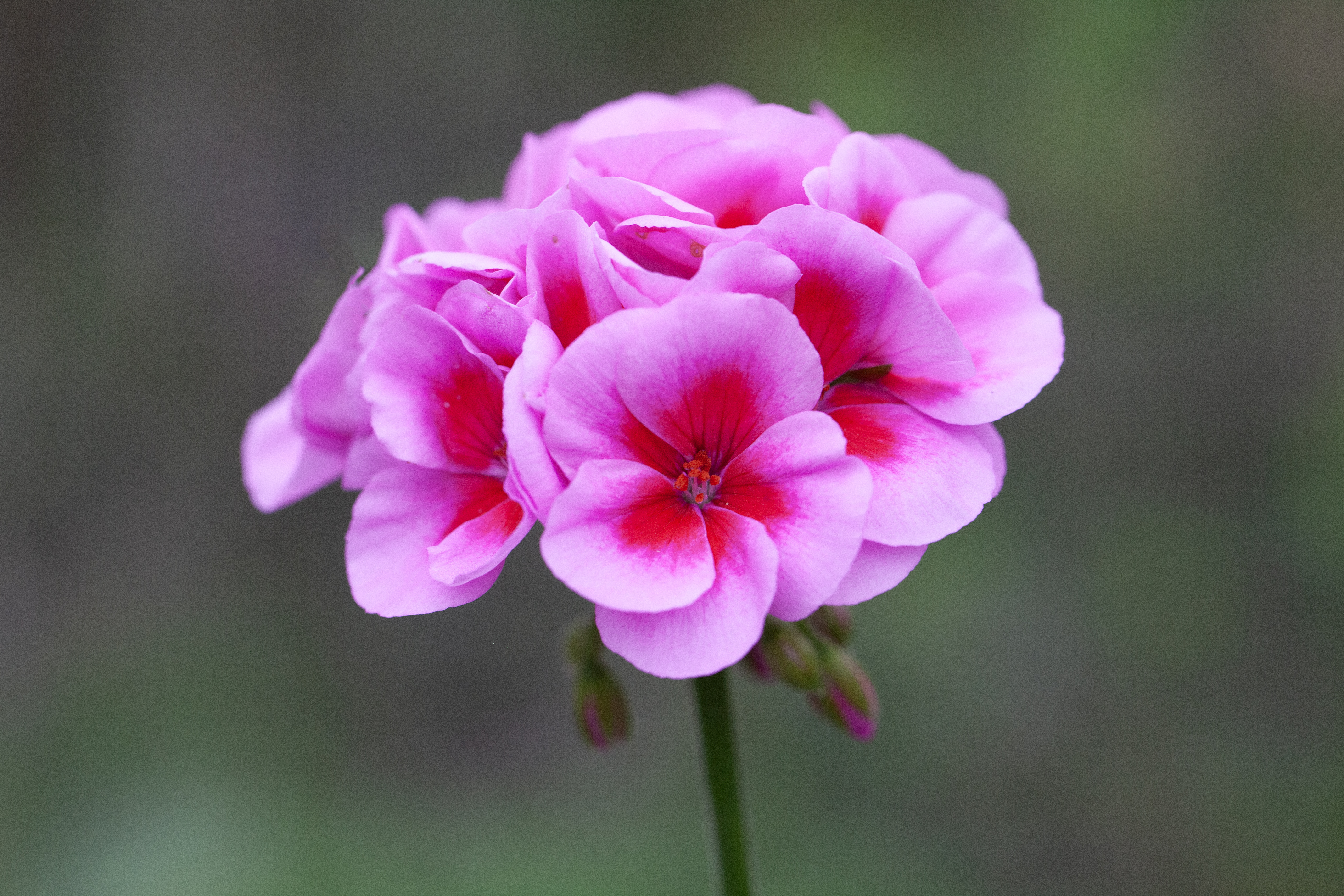 Årets Pelargon 2026 'Hilma'